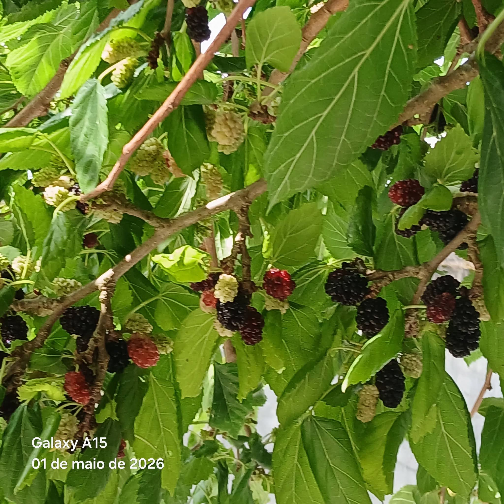 Amoreiras em fruto