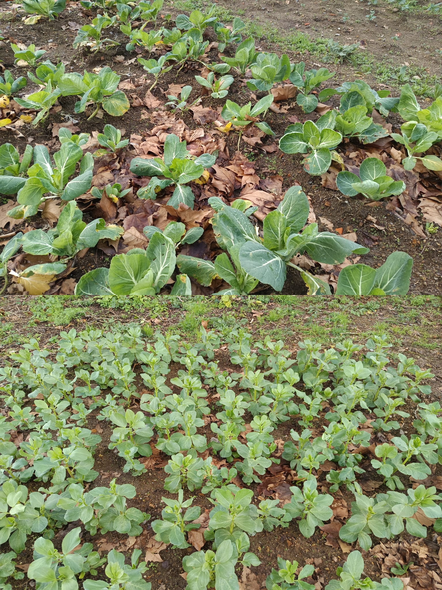 As pencas cresceram e as favas, semeadas em meados de novembro, vão no bom caminho.