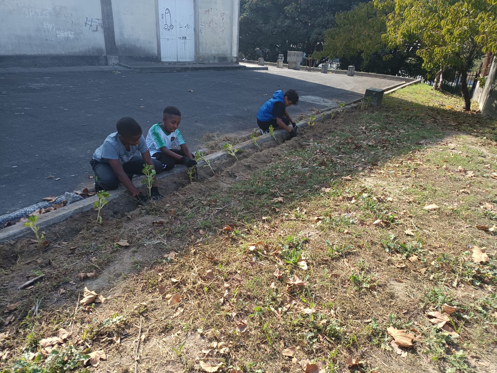 Na aula prática procedemos ao corte e colocação das estacas. Pretendemos fazer uma sebe de hortências.