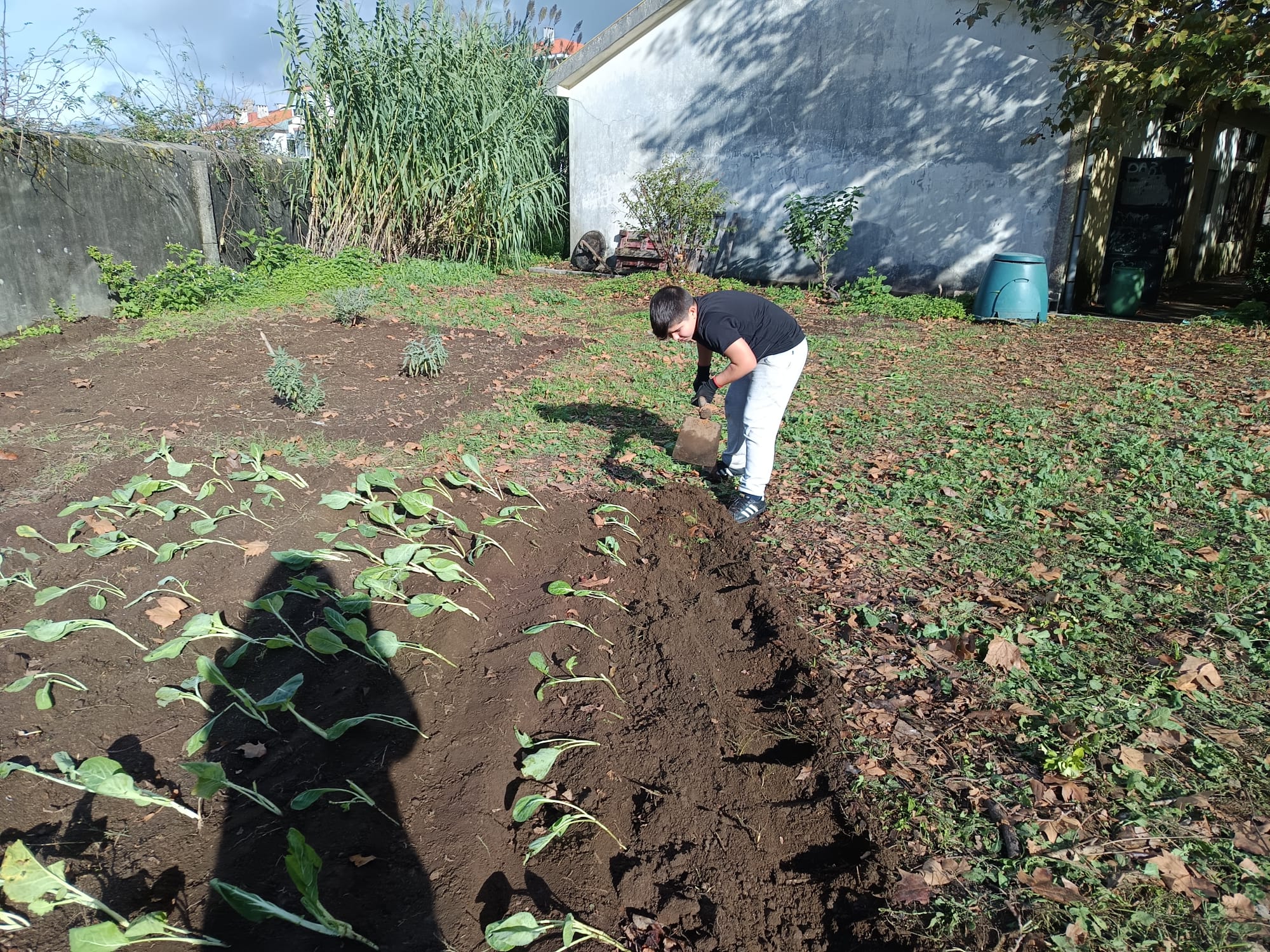 E em Setembro/Outubro procedemos á plantação de algumas hortícolas. Aqui pencas e nabiças....