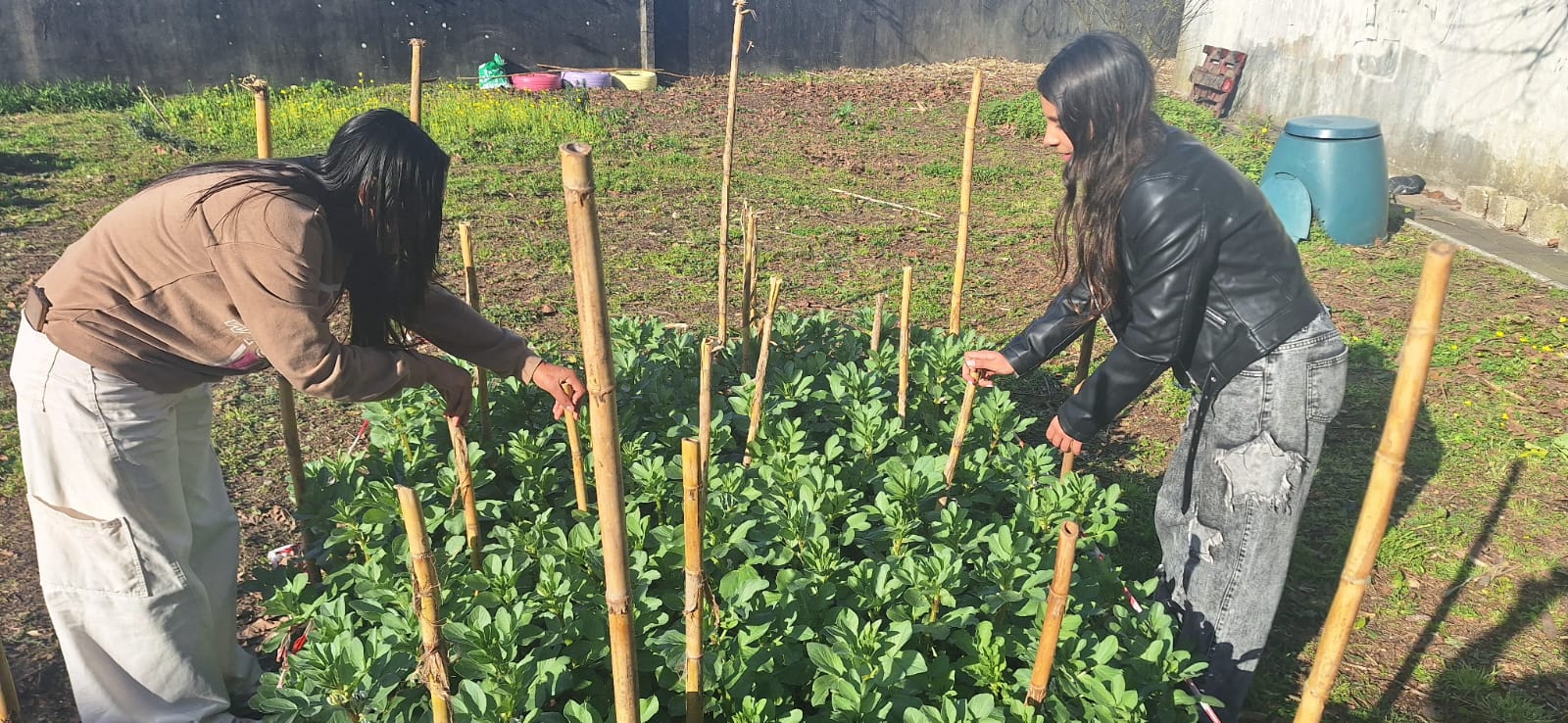 Estacar as favas ... proteger do vento.