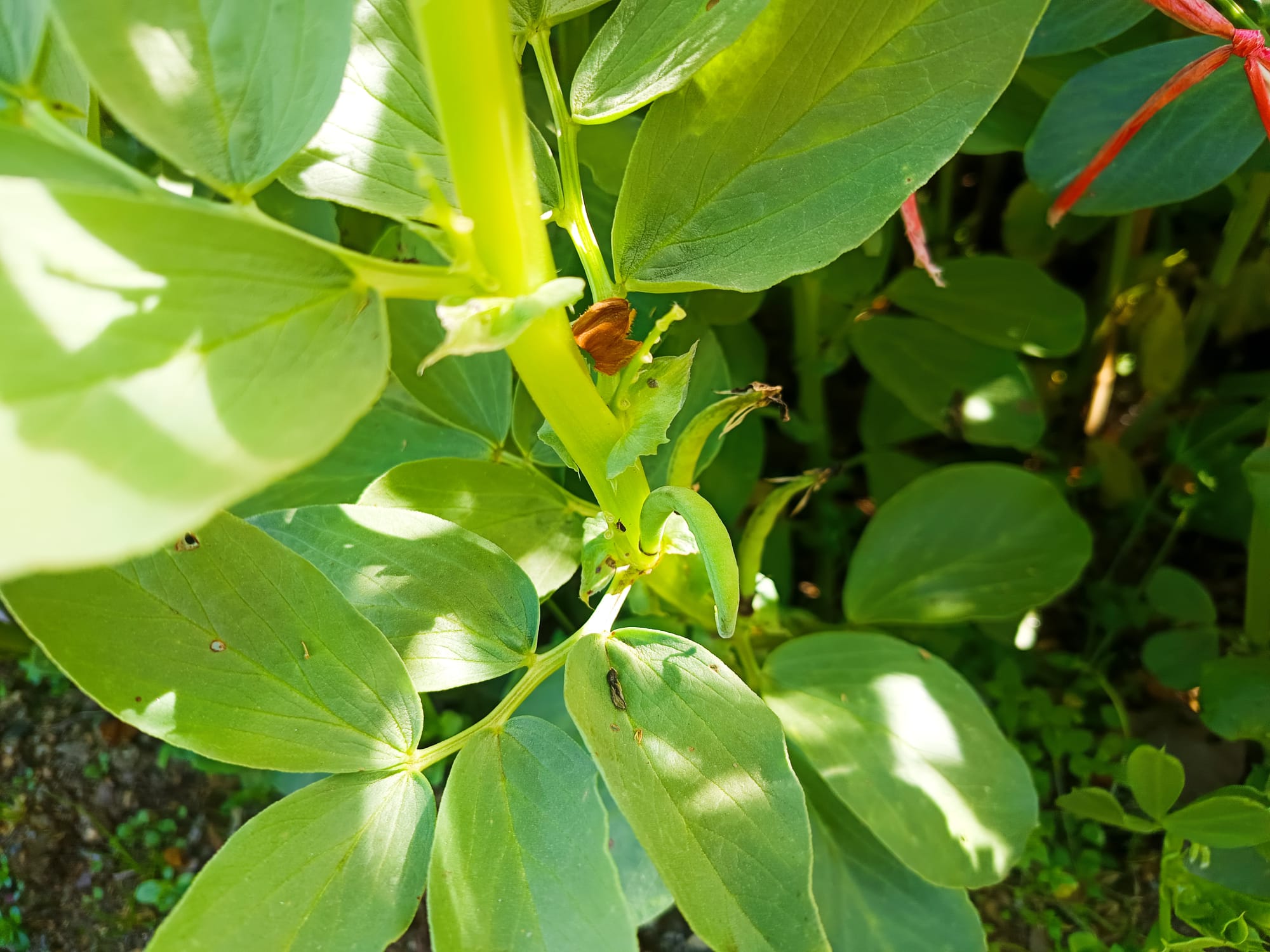 E as nossas favas já se vêm... estão lindas!!