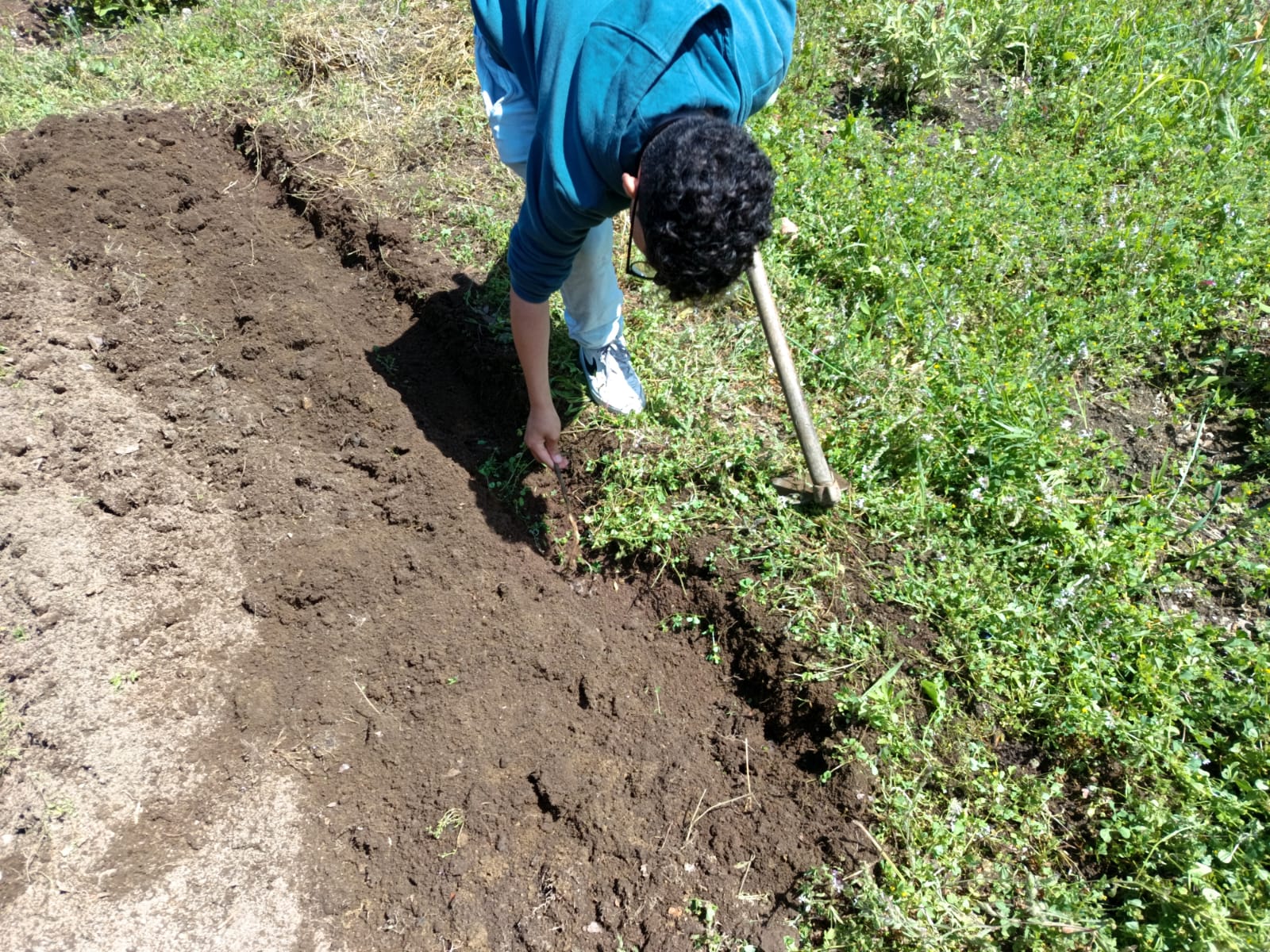 Preparar a terra... sachar, colocar estrume e fazer os regos. Vamos plantar tomates e curgetes.