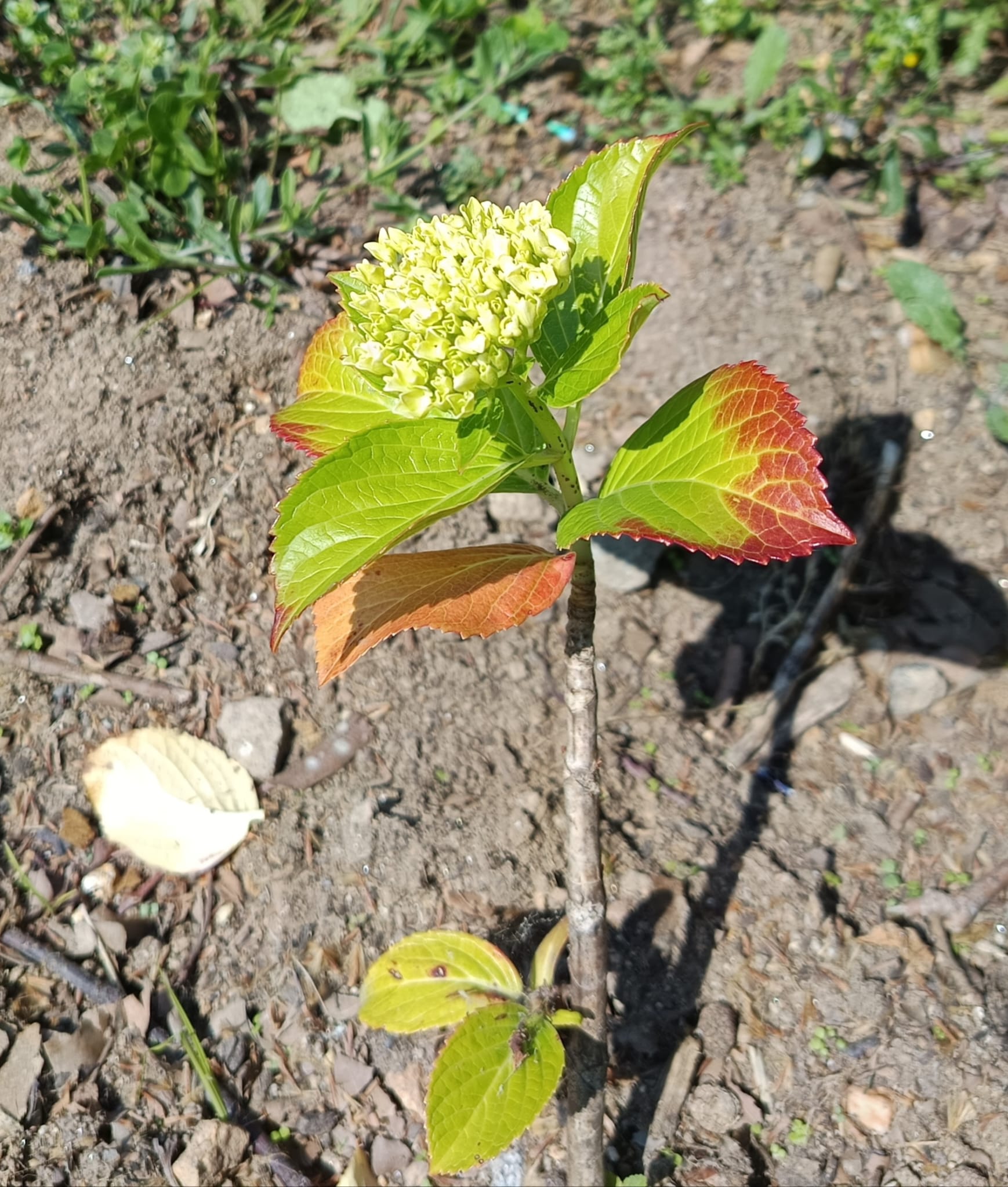 Em Outubro colocamos na terra estacas de hortênsias para fazer uma sebe. Hoje estão quase todas a florir... estão lindas. Estudamos a reprodução por estacaria.