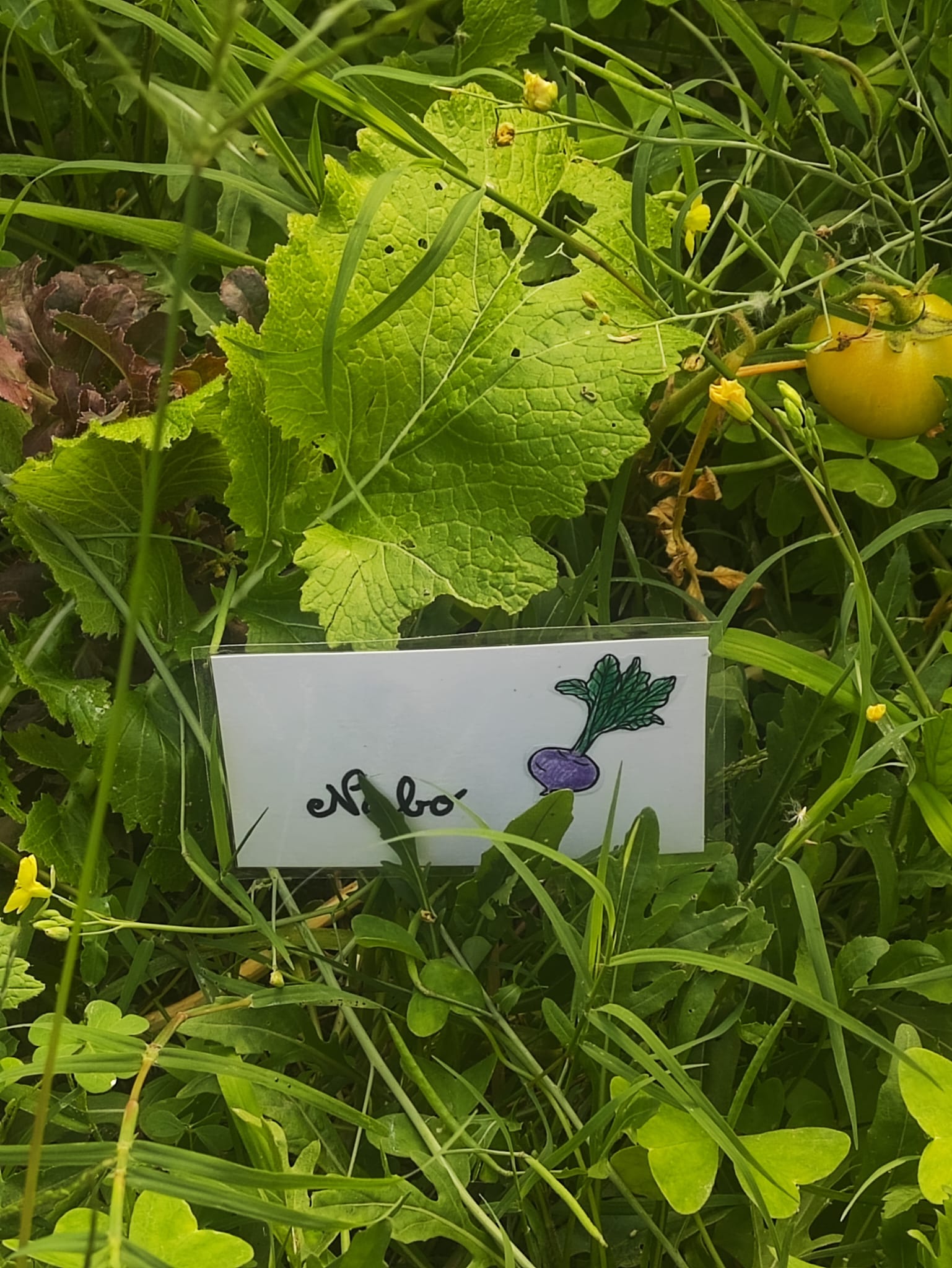 Plantação de nabos.