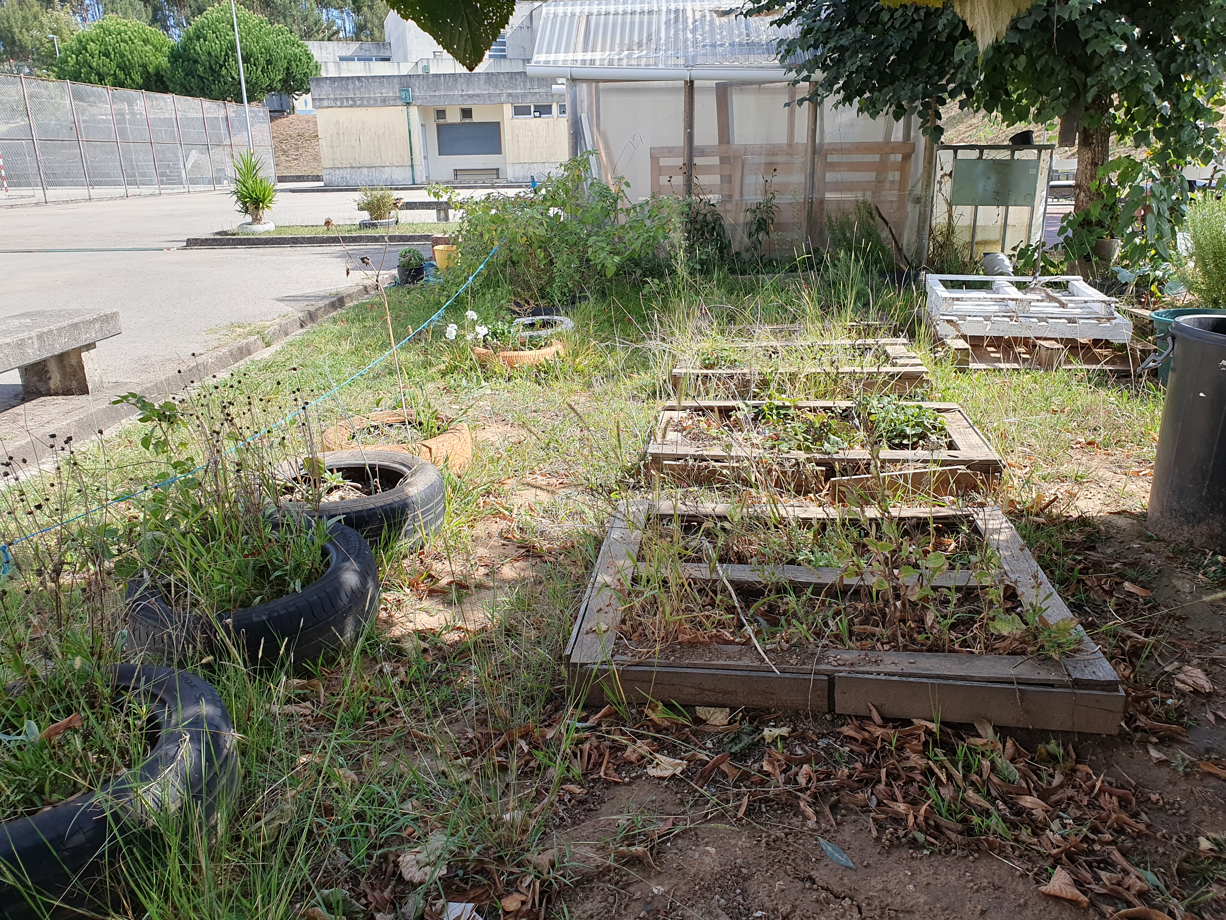Em Setembro a nossa hortinha está a precisar de limpezas e cuidados!