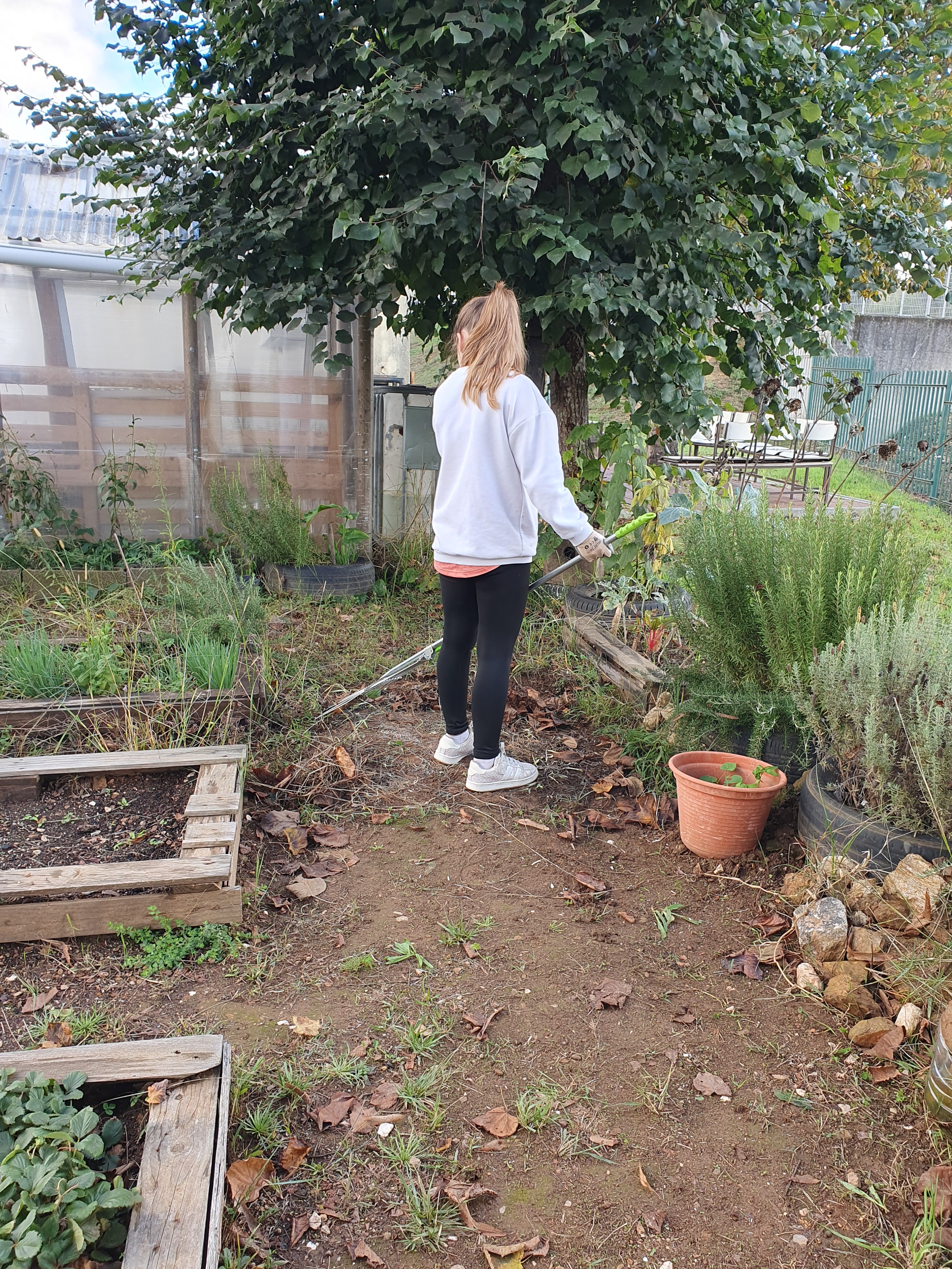 A queda das folhas no outono fornece-nos material importante para ser usado na compostagem.