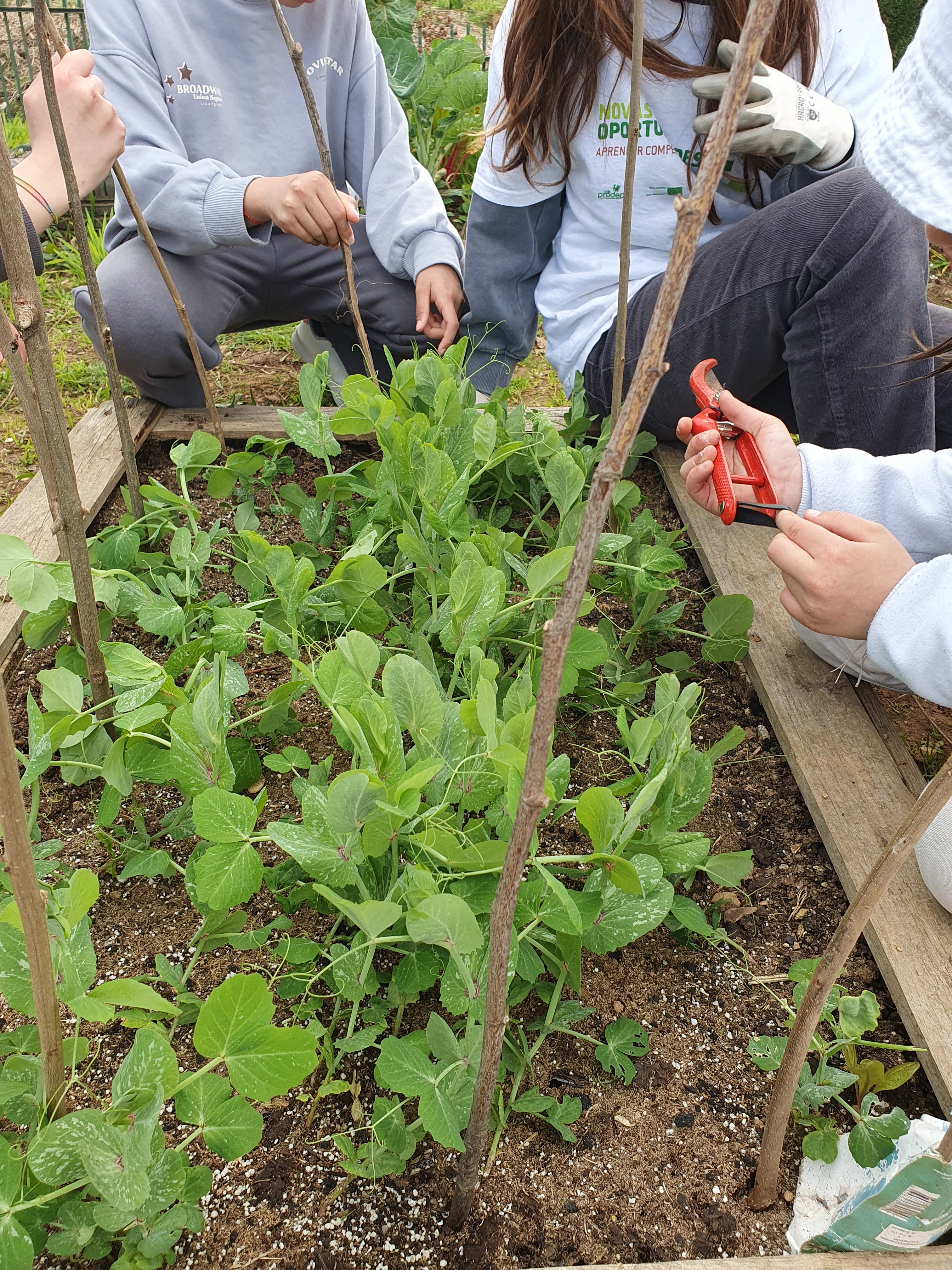 As ervilhas estão crescidas e a precisar de tutores.