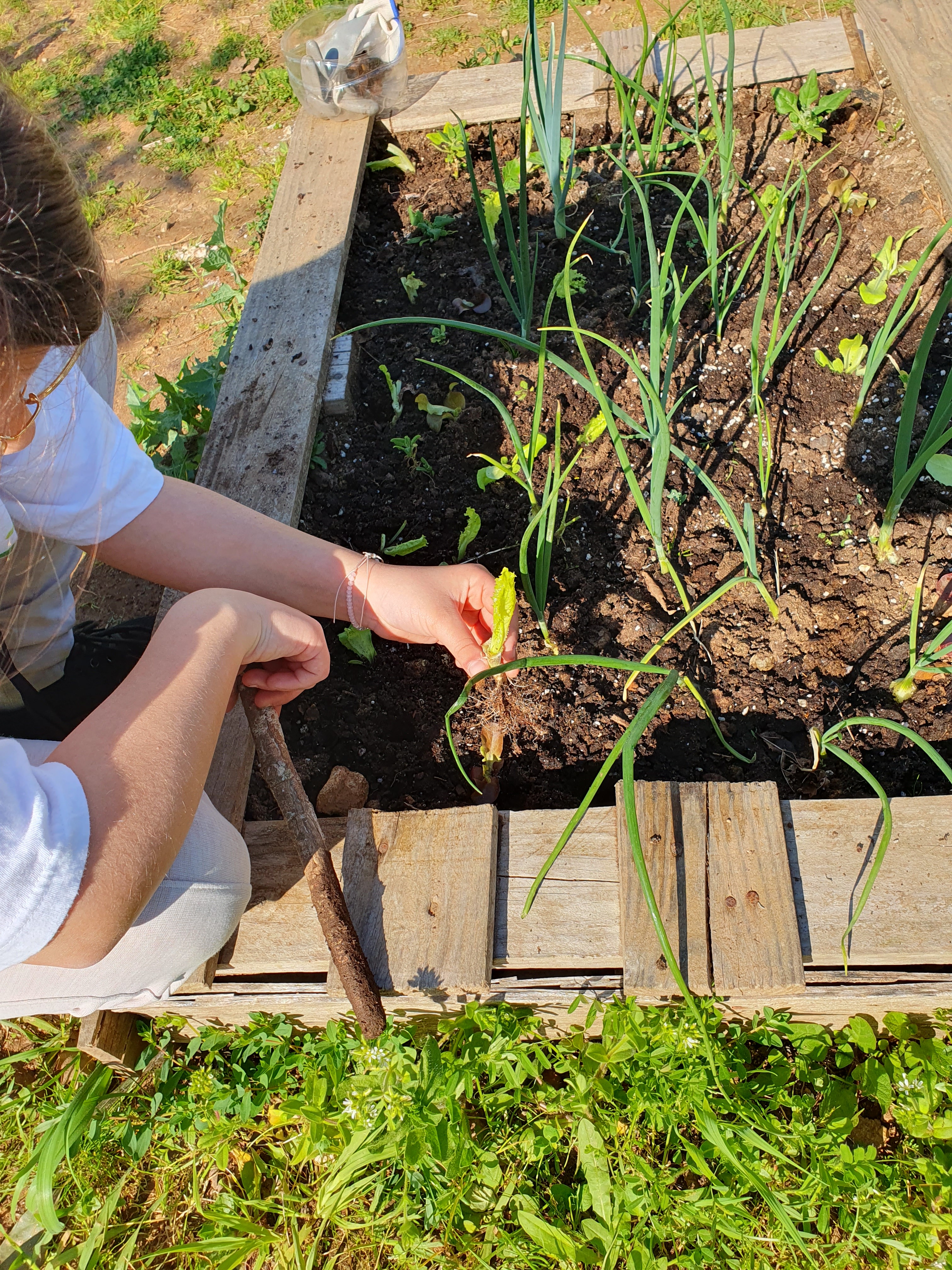 Plantação de alfaces, pelos alunos, na nossa horta biológica (consociação com as cebolas).