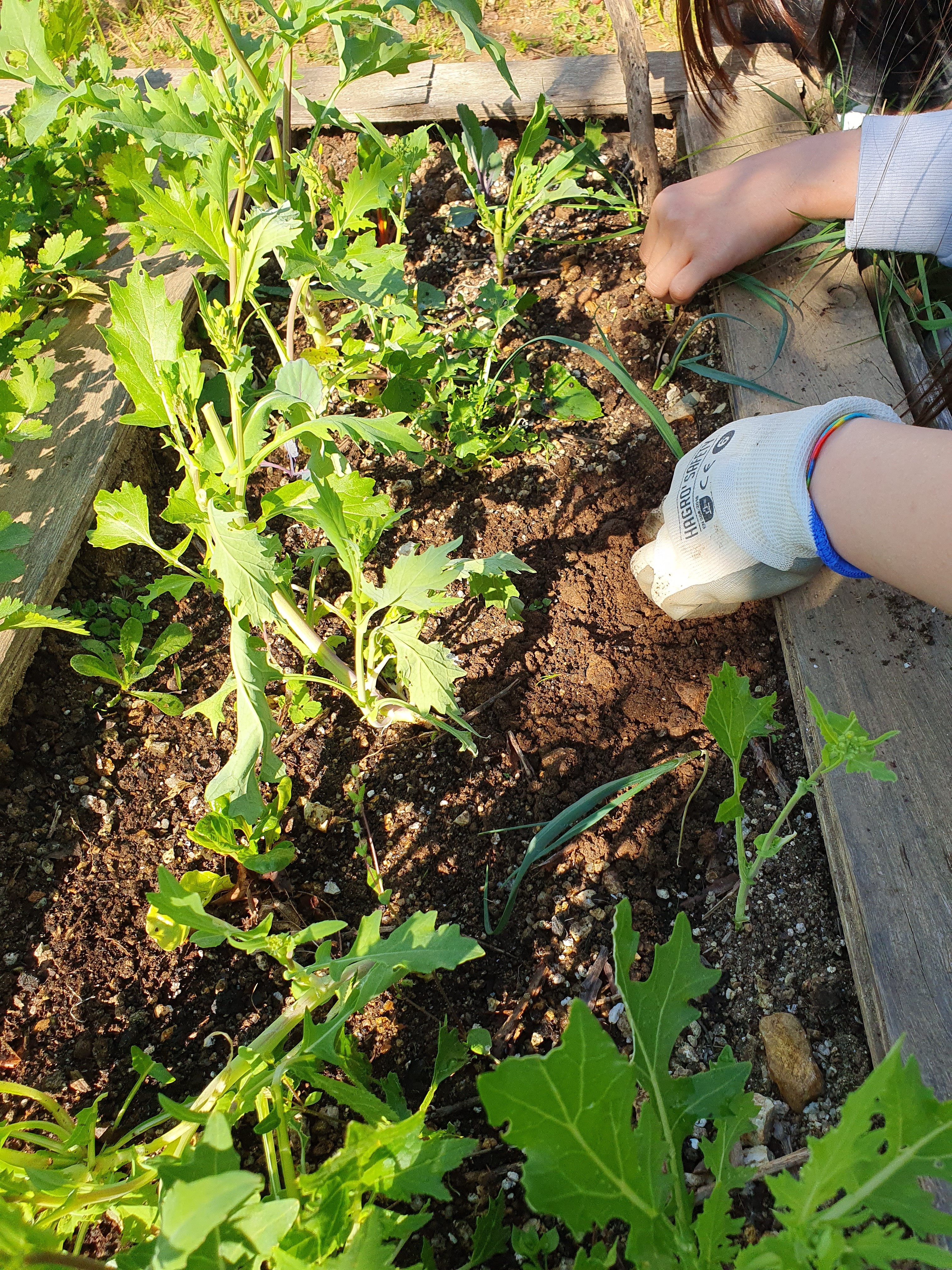 Plantação de alho francês, pelos alunos, na nossa horta biológica.