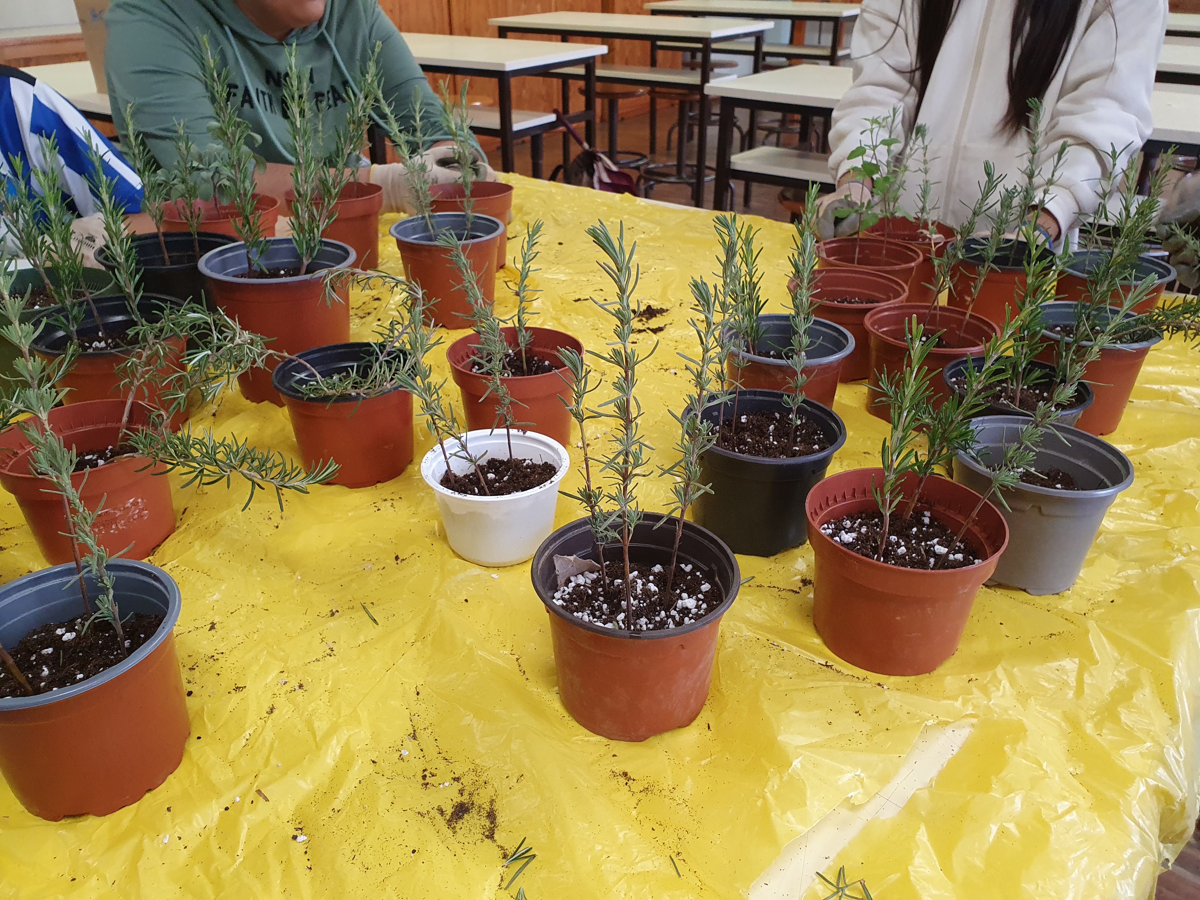 Estacaria de alecrim e alfazema, nos dias chuvosos.