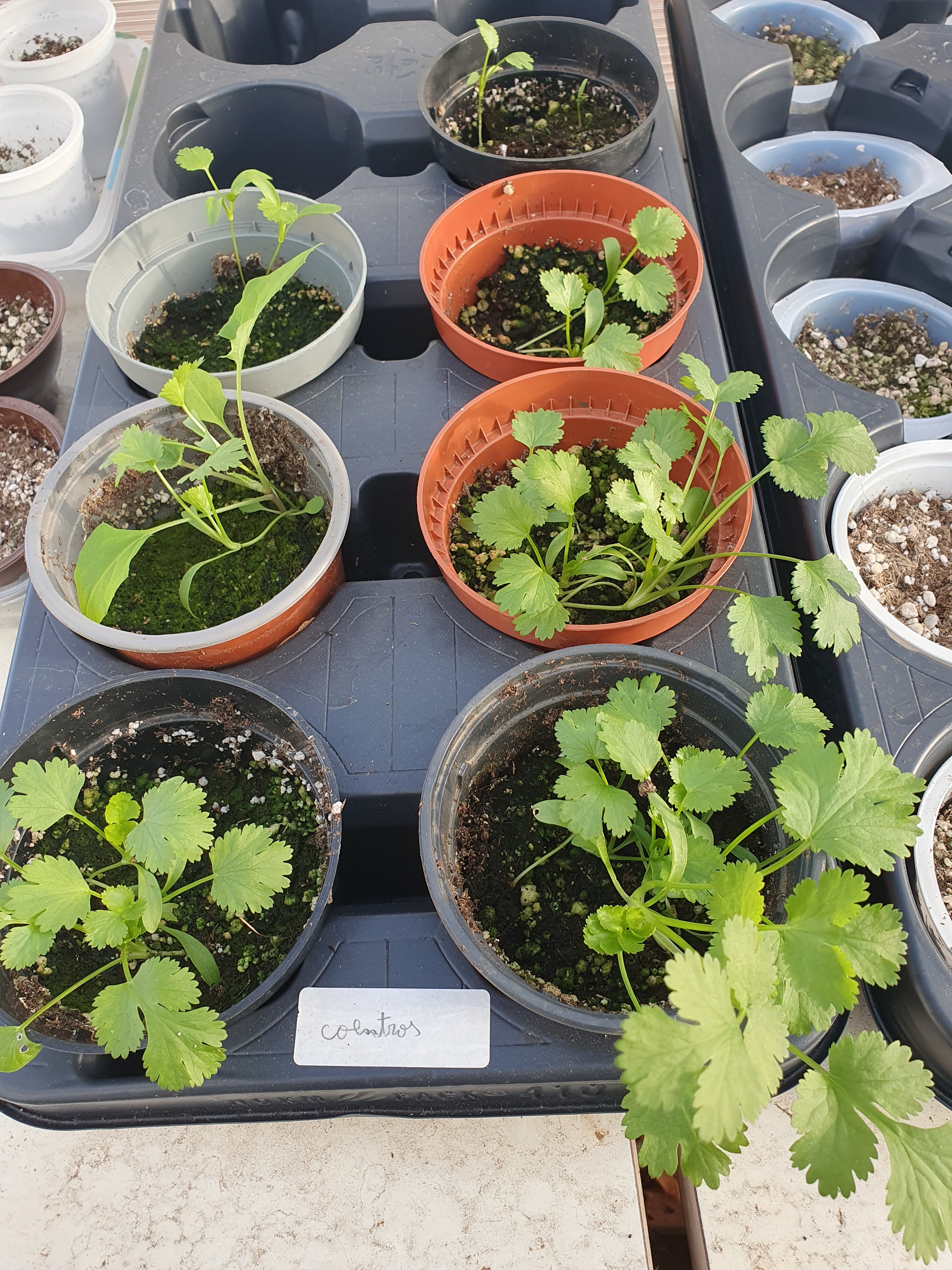 Os coentros semeados pelos alunos já crescidos e prontos para transplante para a horta.