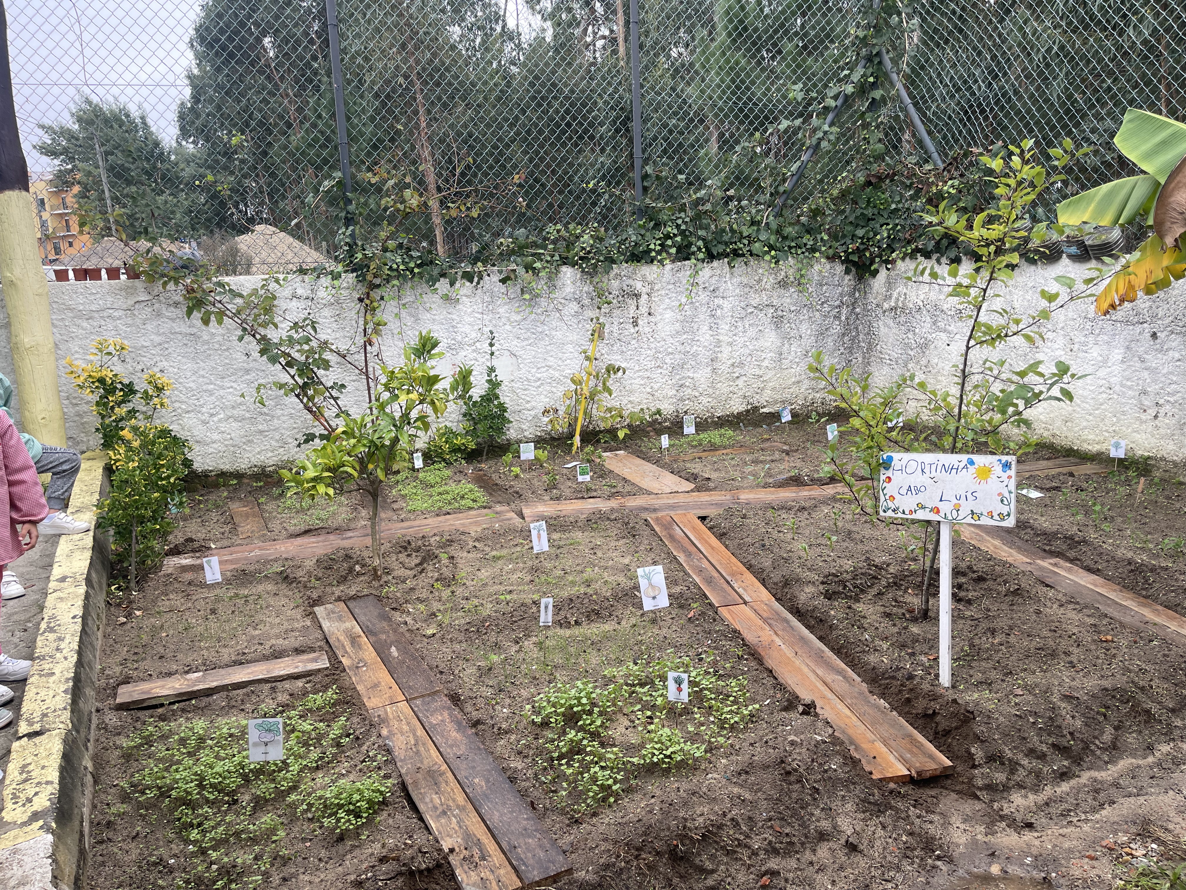 E eis a nossa horta com os canteiros separados por tábuas de madeira (colocadas por um pai, para que possamos ir tirando ervinhas, regar e verificar.