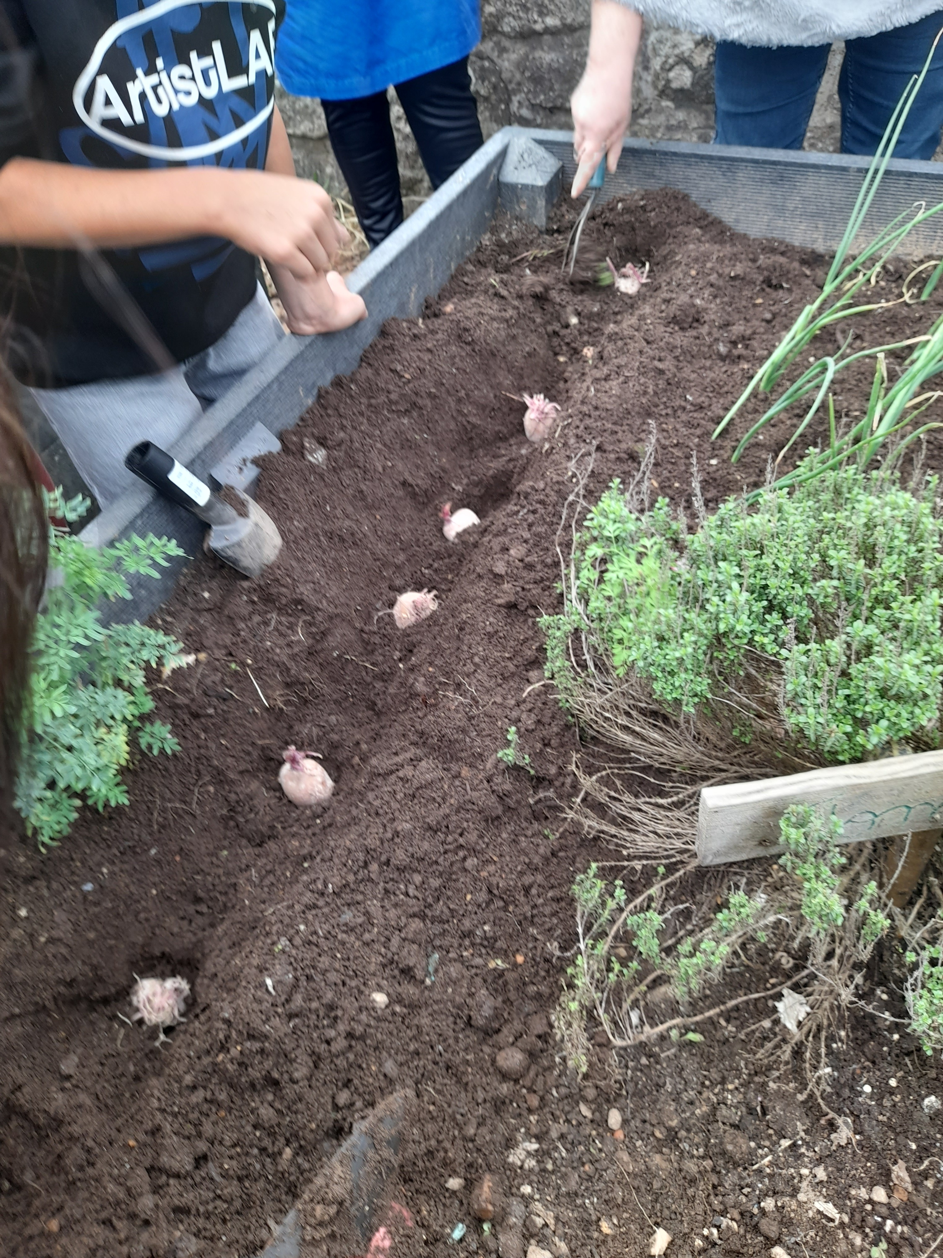 A horta ganhou novas vidas: a batata  foi semeada com as mãos e o entusiasmo de todas as crianças. Cada pequeno gesto, cada mão cheia de terra, encheu o espaço de alegria e cuidado.