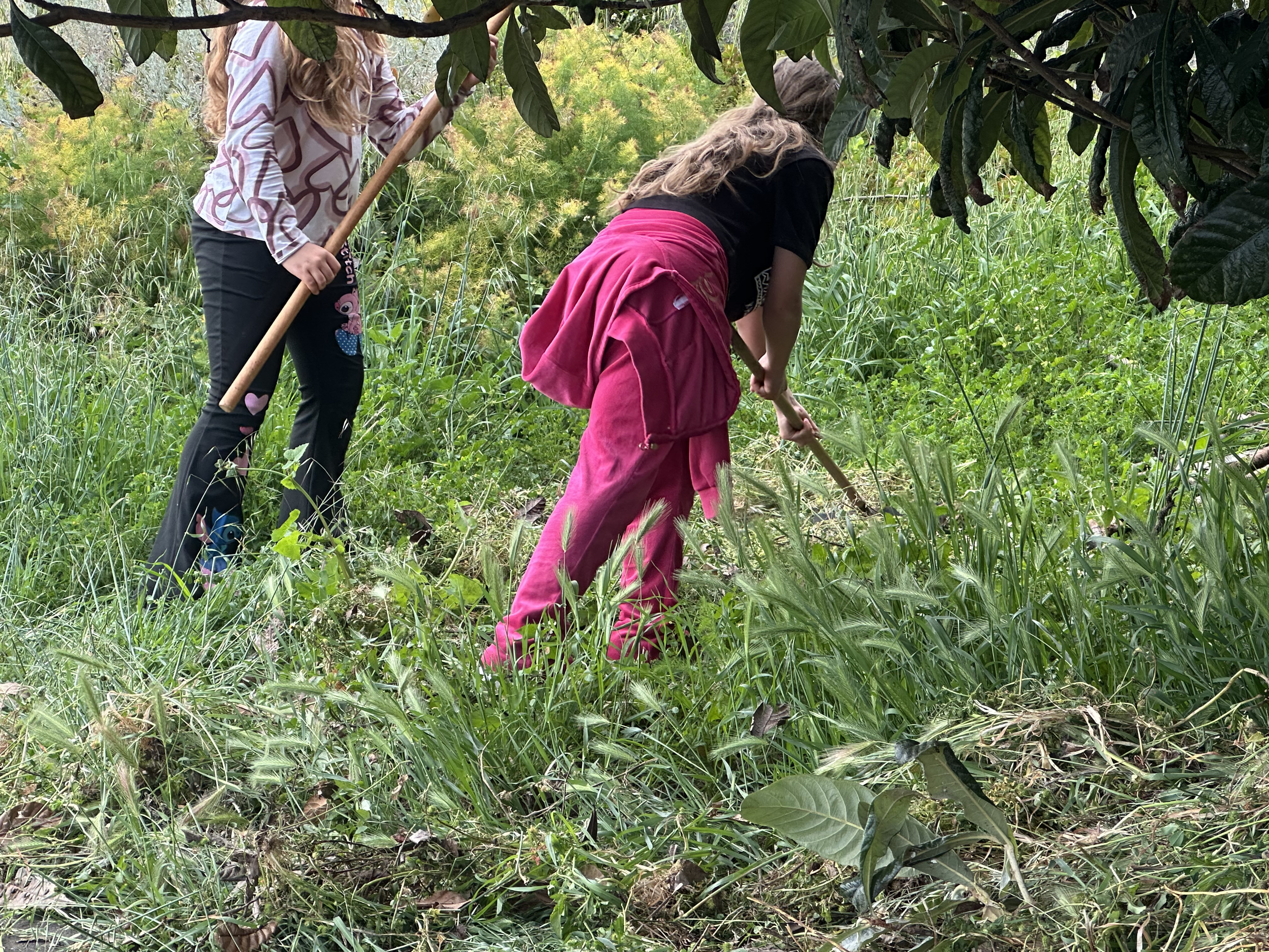 Separação de ervas para compostagem