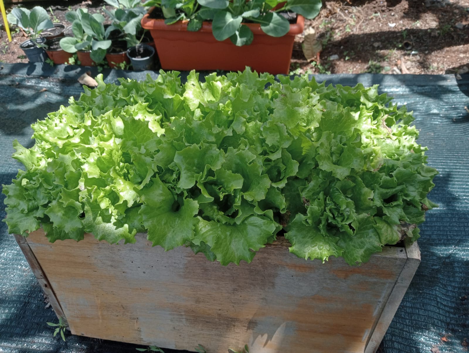 Evolução dos alimentos 5