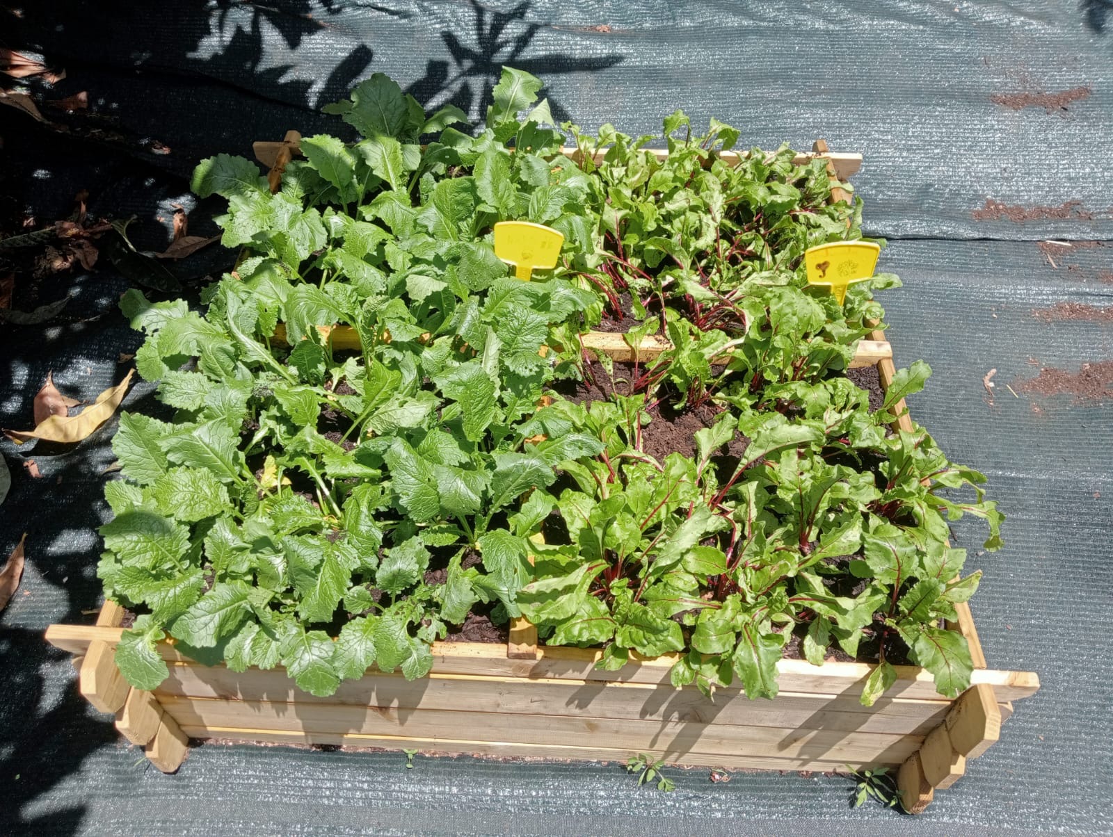 Evolução dos alimentos 3