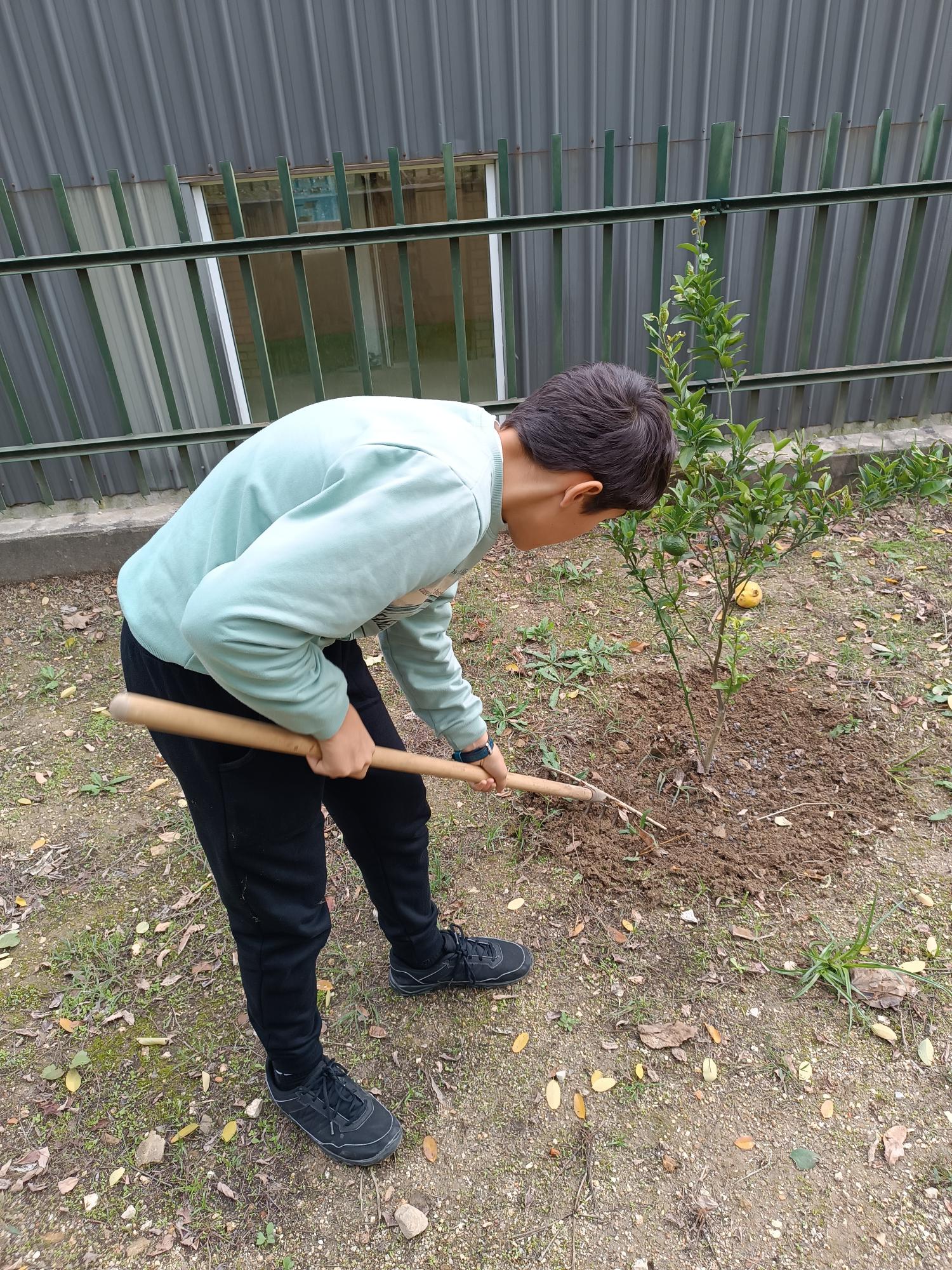 ALUNOS A FAZER A MANUTENÇÃO DO NOSSO POMAR DE CITRINOS