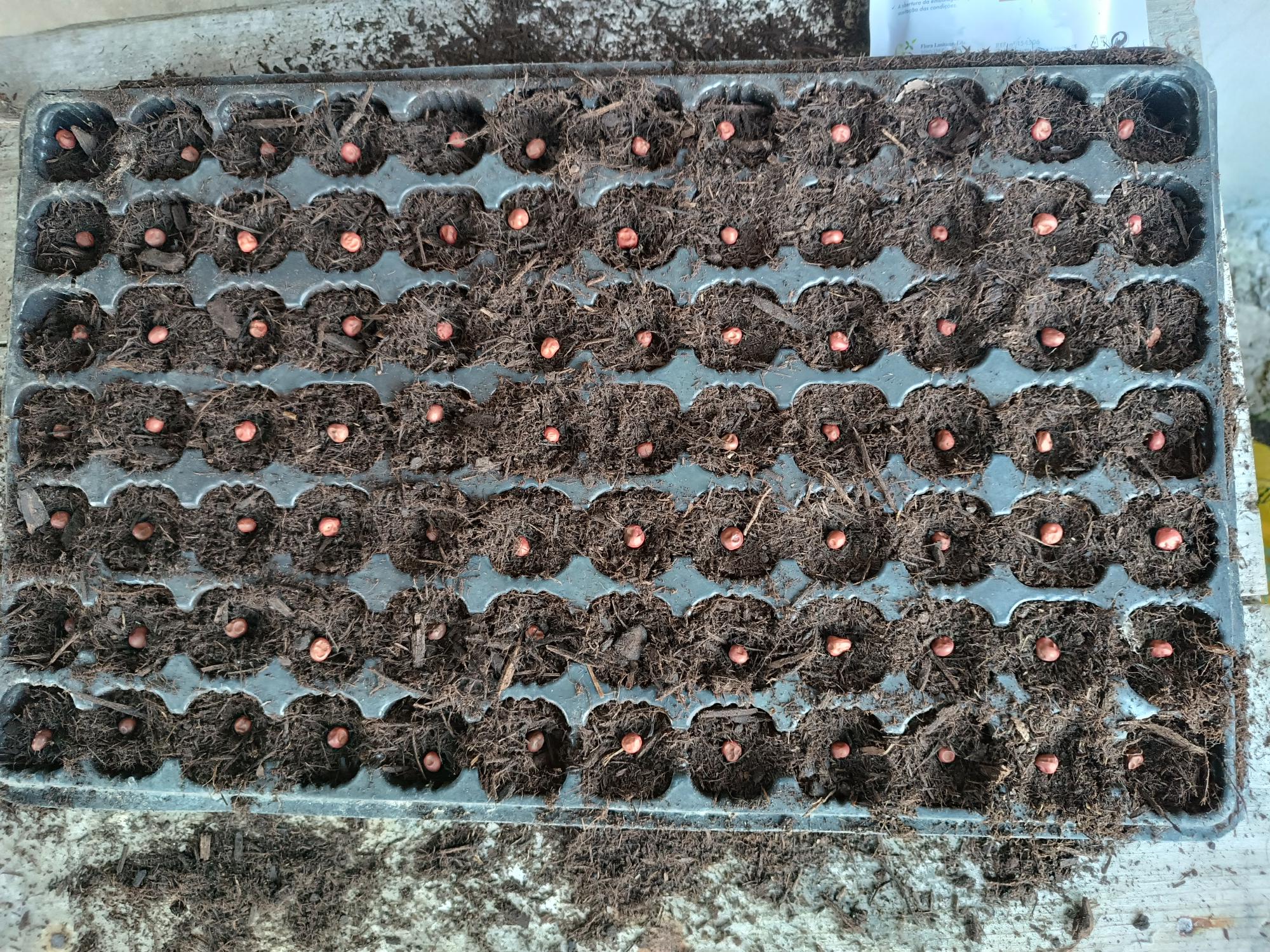 SEMENTEIRA DE ERVILHA - Pisum Sativum