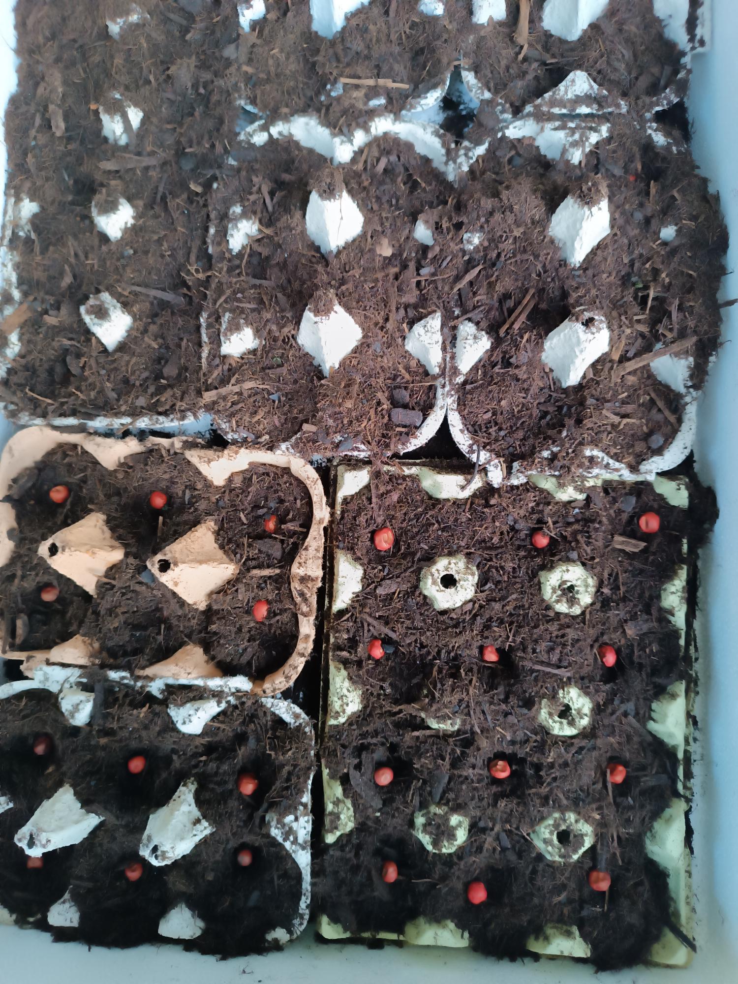 SEMENTEIRA DE ERVILHA - Pisum Sativum, em material reciclável.