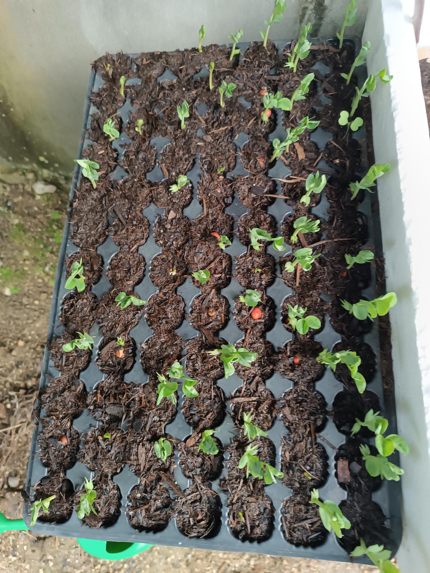 SEMENTEIRA DE ERVILHA - Pisum Sativum, já bem desenvolvidas e prontas para transplantar.