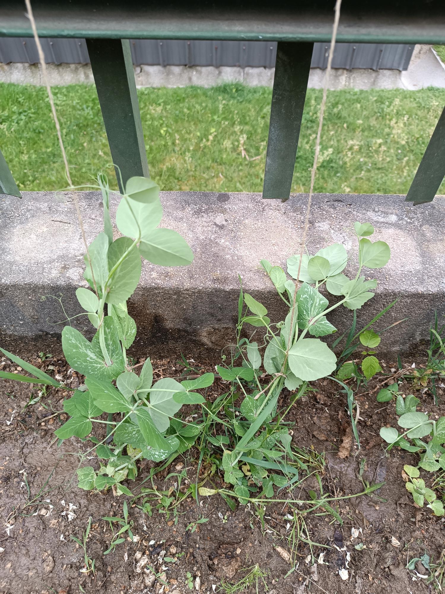 Crescimento das nossas ervilhas - Pisum sativum L.