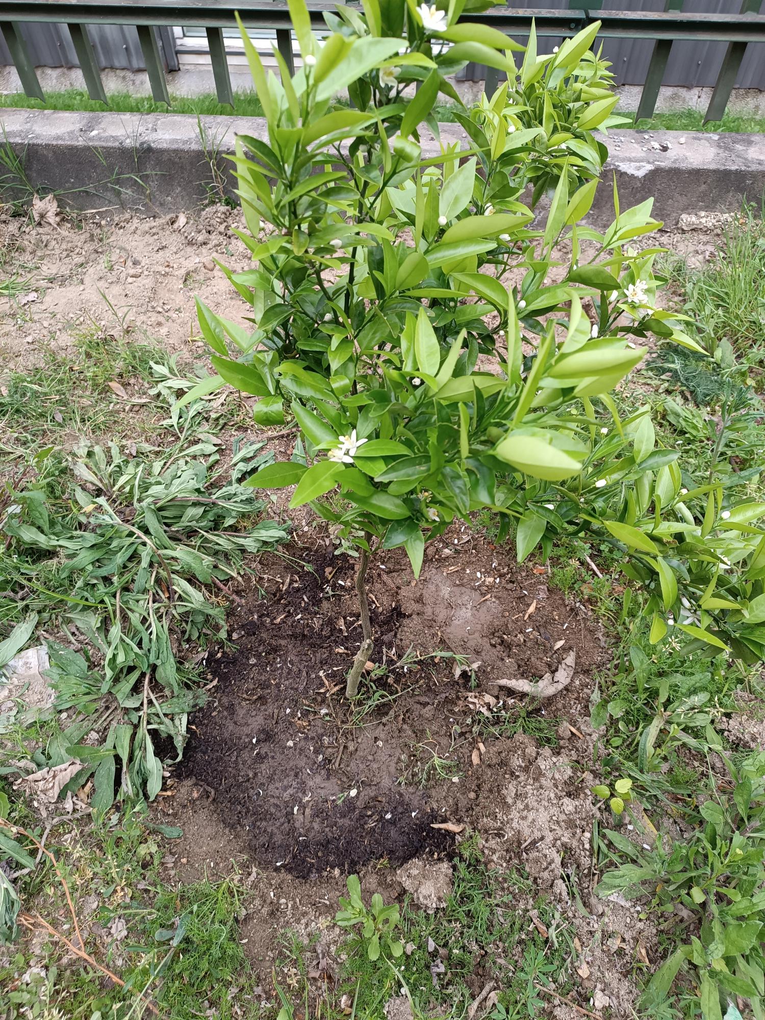 Uma laranjeira (Citrus sinenses), do nosso pomar de citrinos.