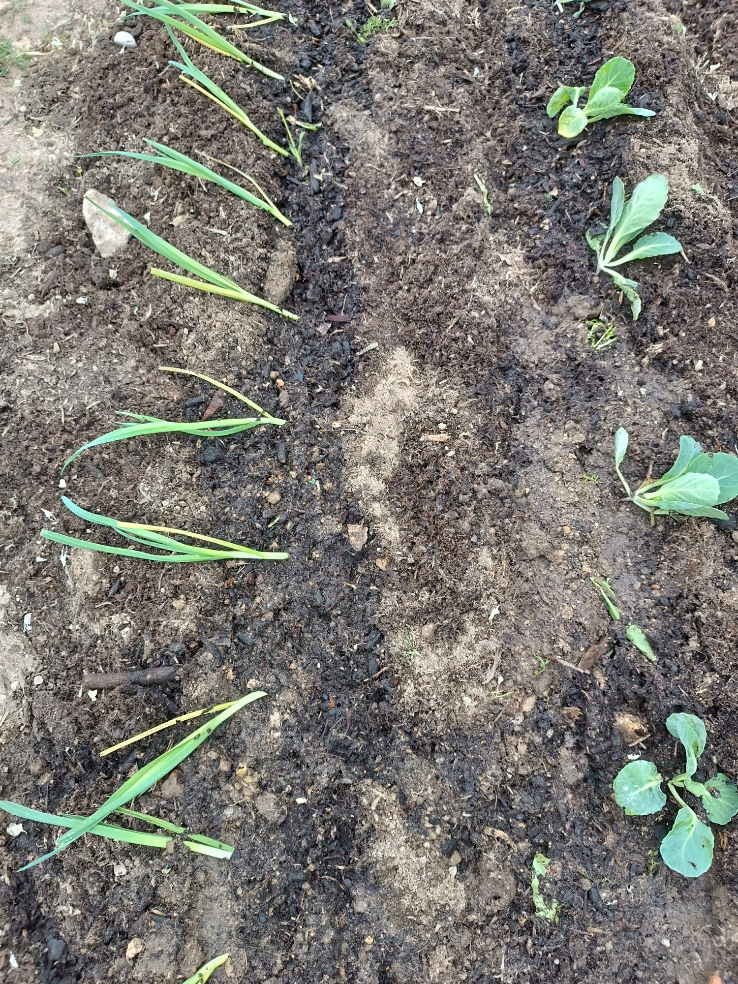 Plantação de cebolo (Allium cepa) e couve repolho (Brassica oleracia capitata)