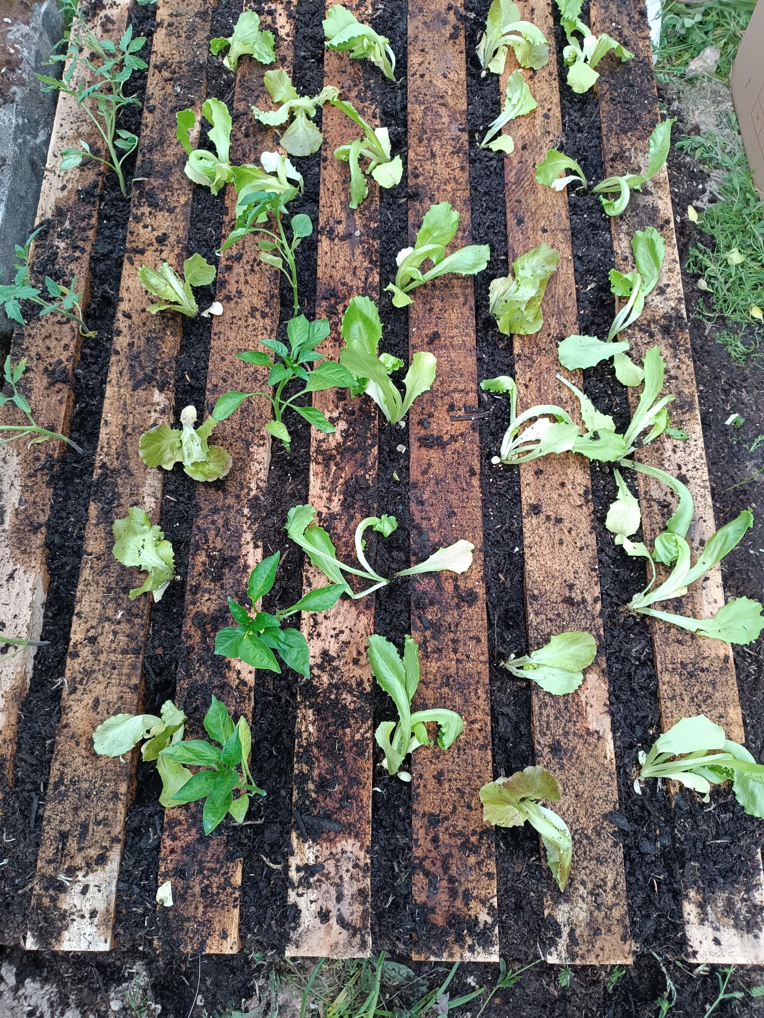 Conjunto de hortícolas (tomate, pimento e alface) plantadas em paletes de madeira.