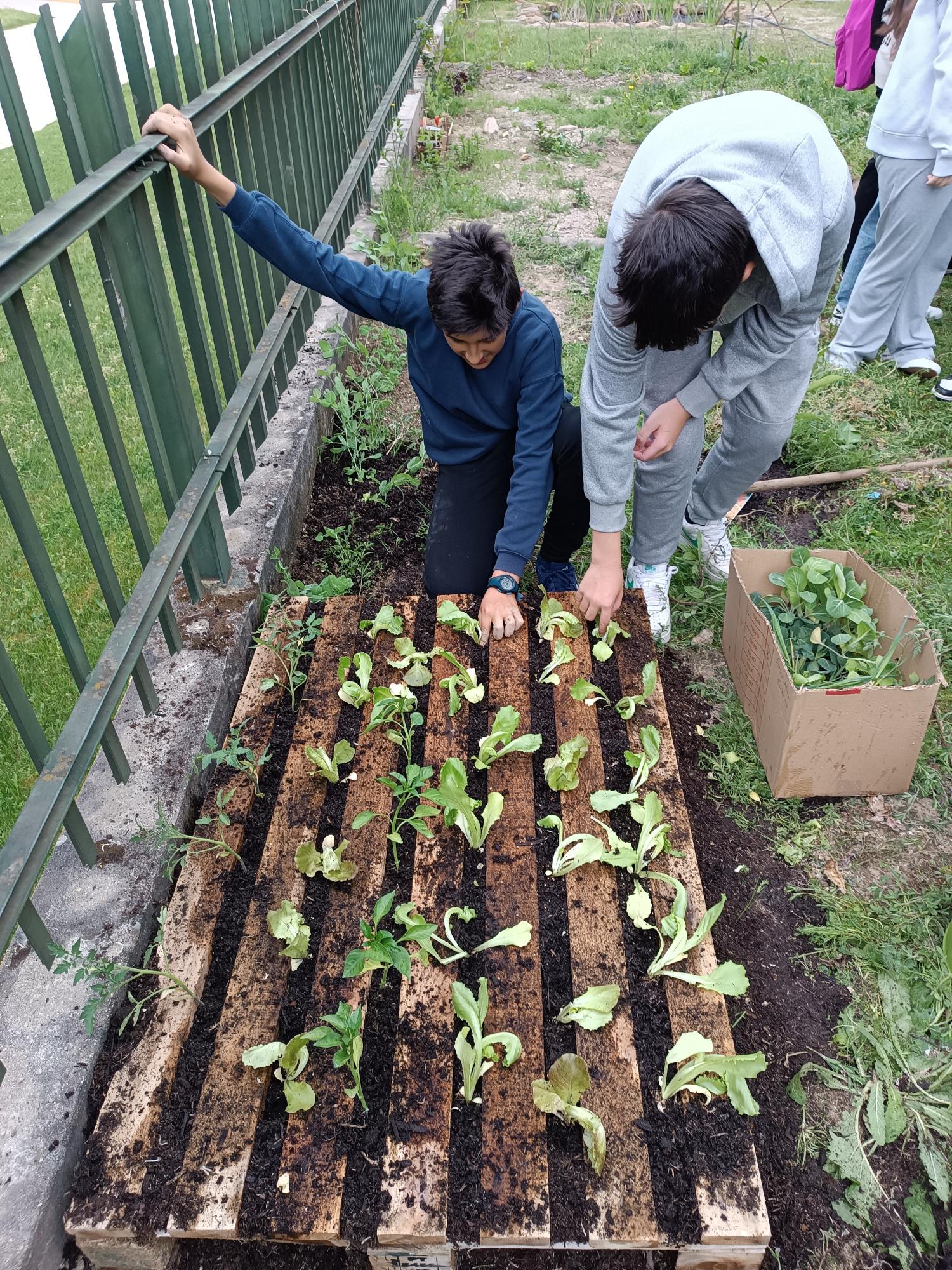 Alunos a  realizar plantação de culturas de primavera - verão em paletes de madeira.