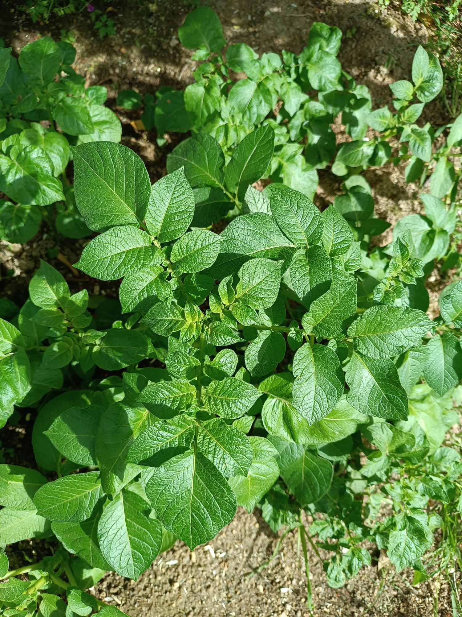 As nossas batateiras - Solanum tuberosum