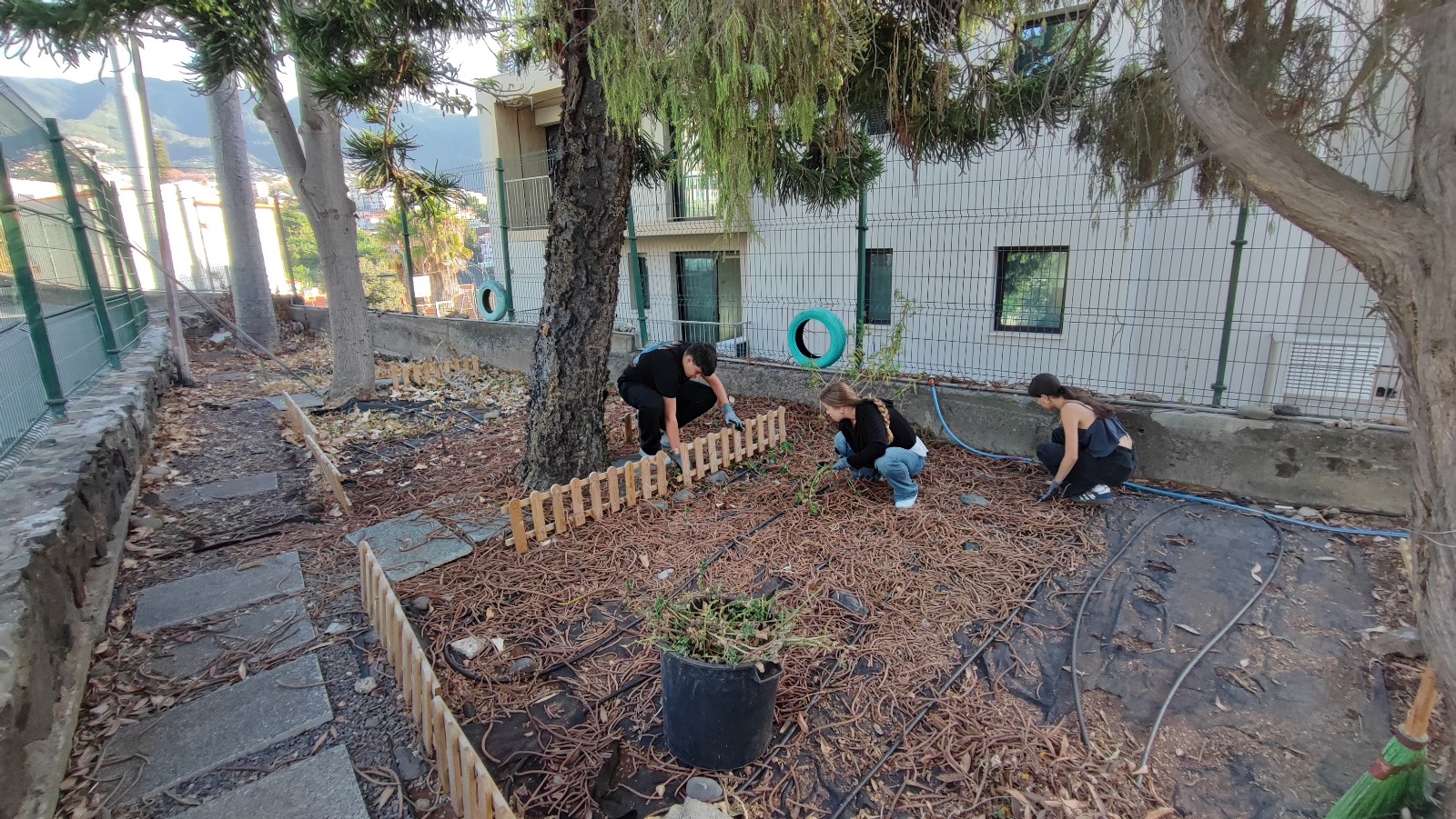 Limpeza da horta biológica.