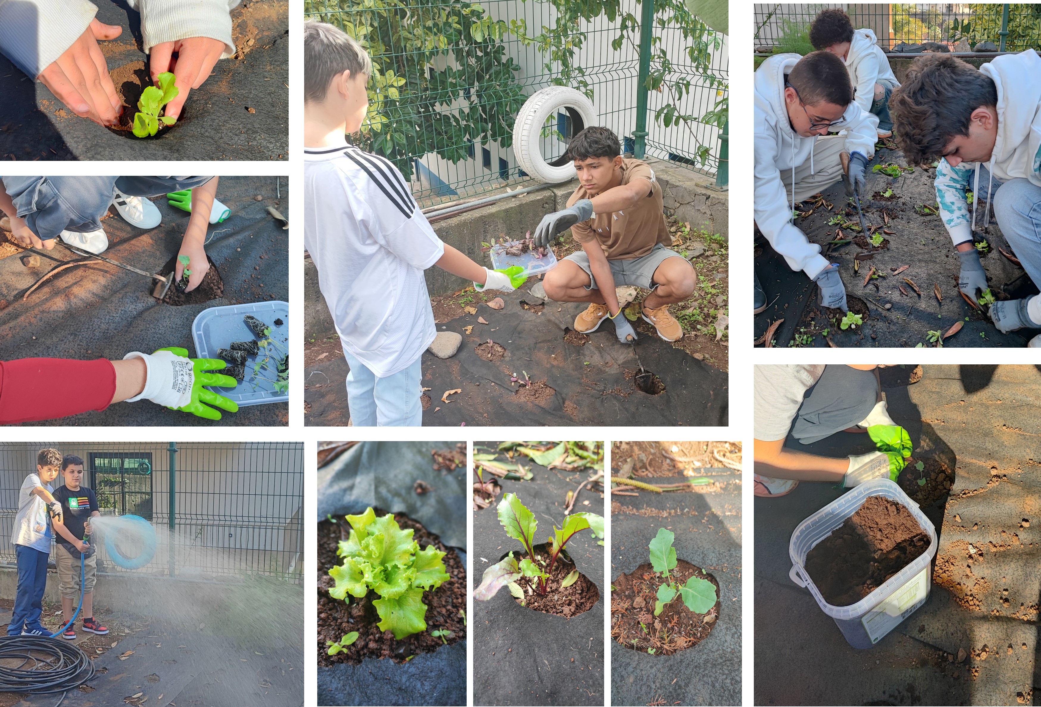 A plantação das diferentes variedades hortícolas foi feita pelos alunos, seguida pela devida rega.