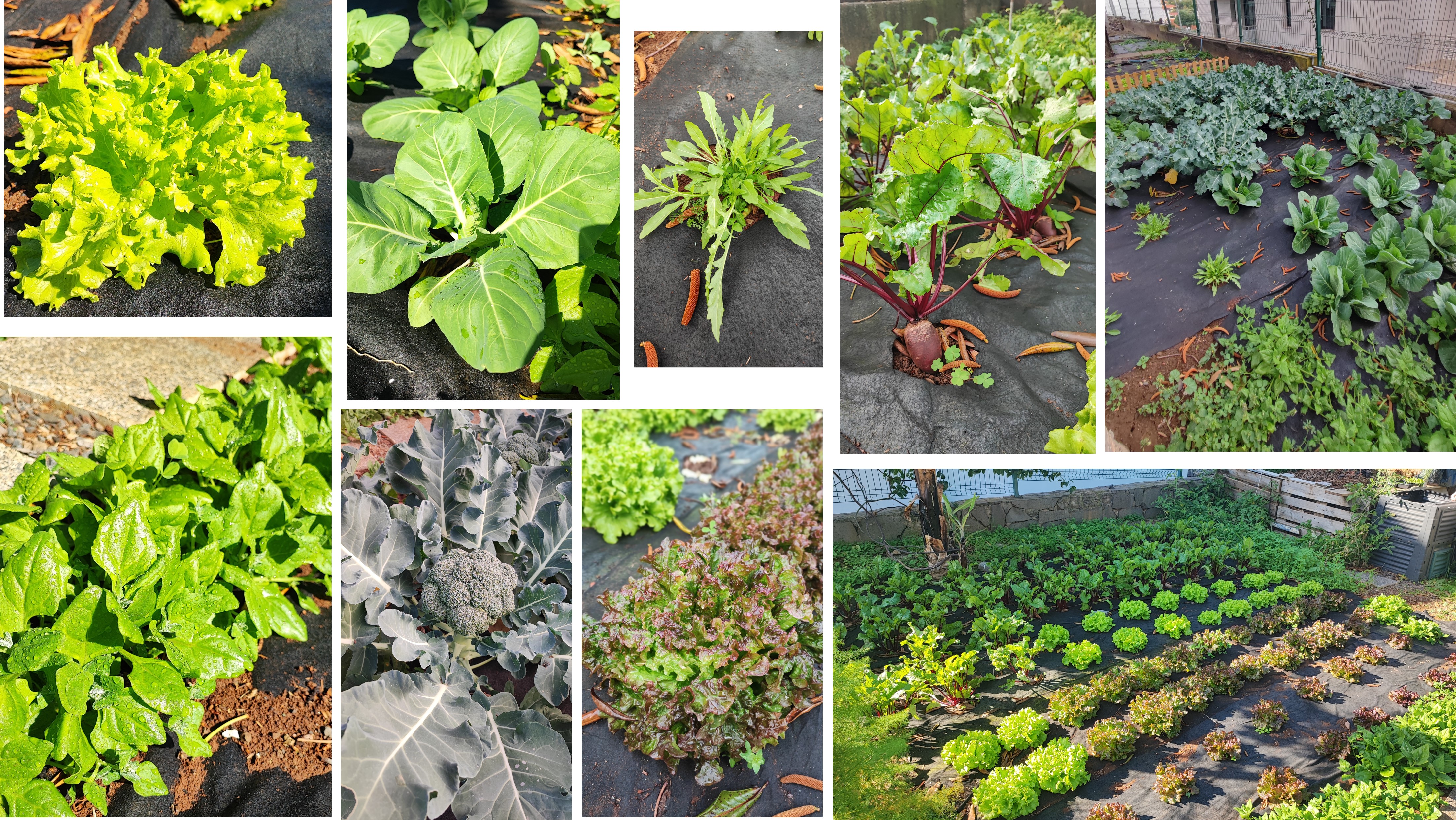 De janeiro a março foram plantadas diversas variedades de produtos hortícolas, a saber: Alface verde; Alface roxa; Rúcula; Nabo Roxo; Couve todos-os-dias; Beterraba; Manjericão; Brócolos; Couve coração; Alho francês; Pimento; Milho Doce.