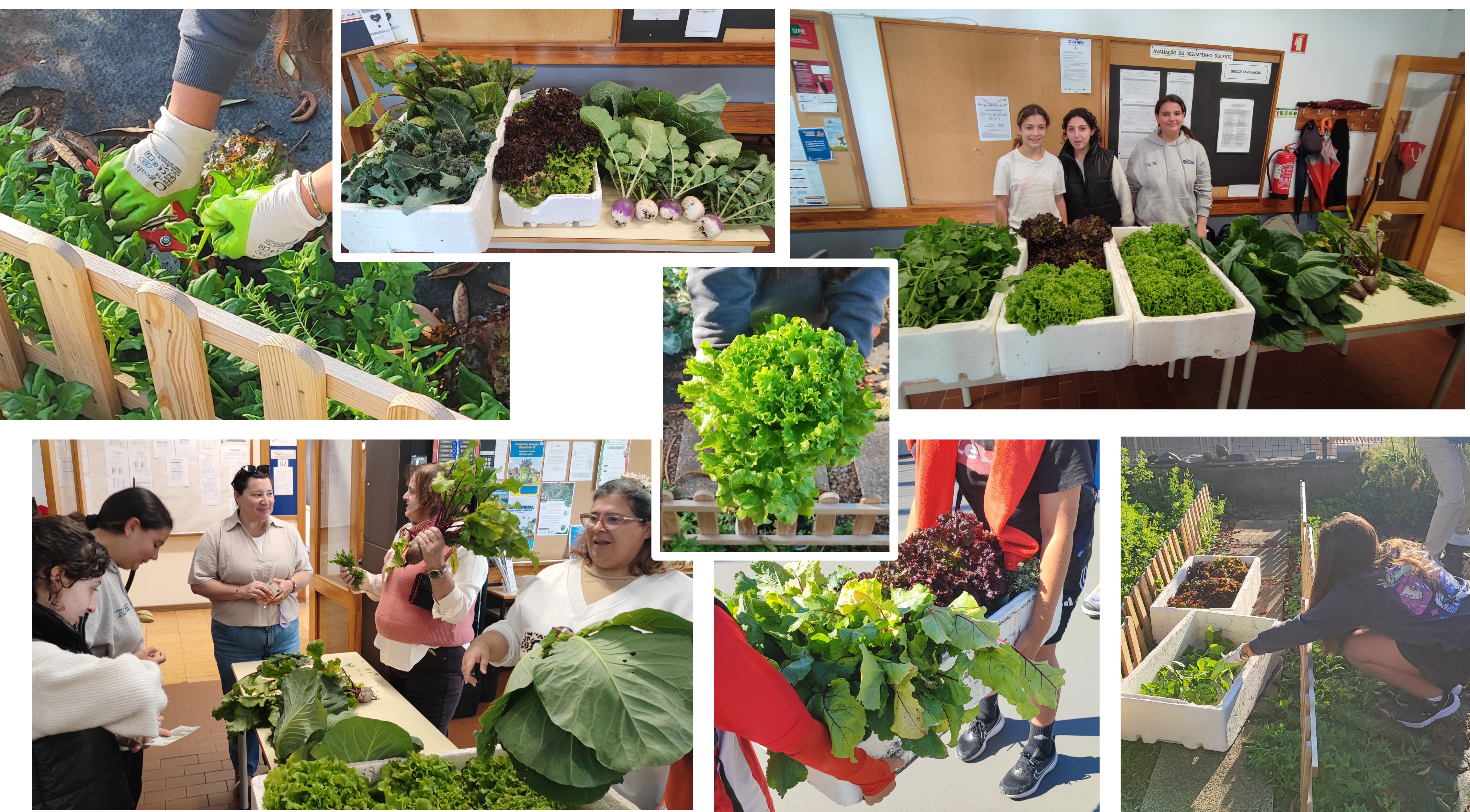 Este ano letivo foram realizados 8 mercadinhos biológicos. Após a apanha dos produtos, os alunos transportam-nos até à sala dos professores onde colaboram ativamente na sua disponibilização à comunidade.