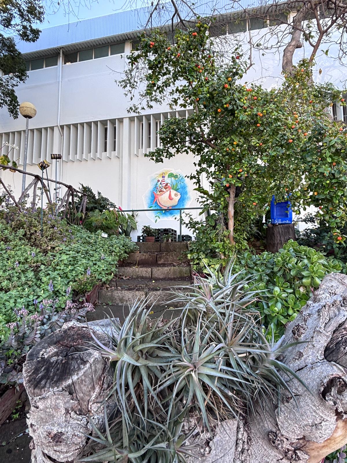 A nossa pitangueira.