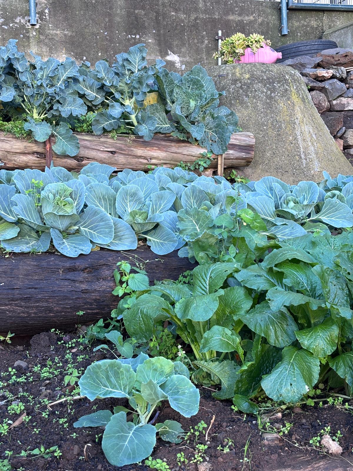 A vivacidade das nossas culturas.