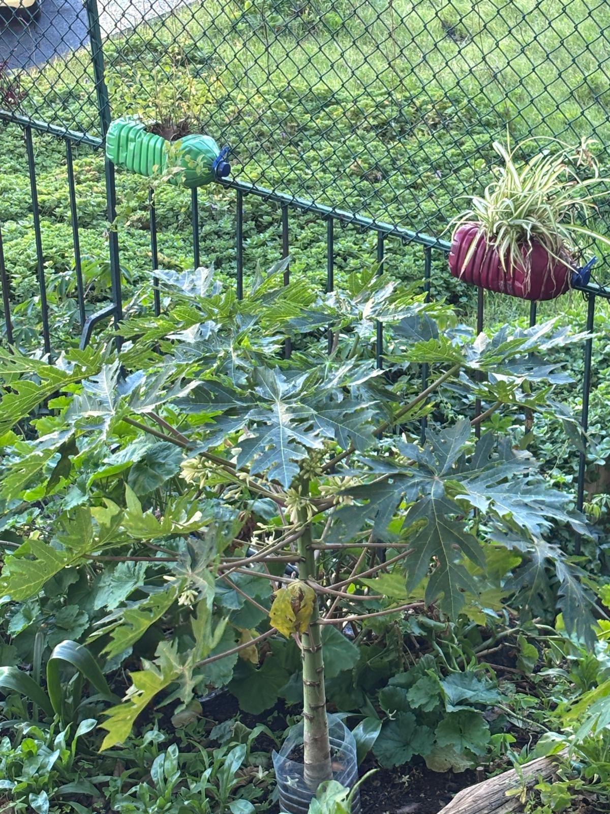 Uma das nossas 4 papaeiras.