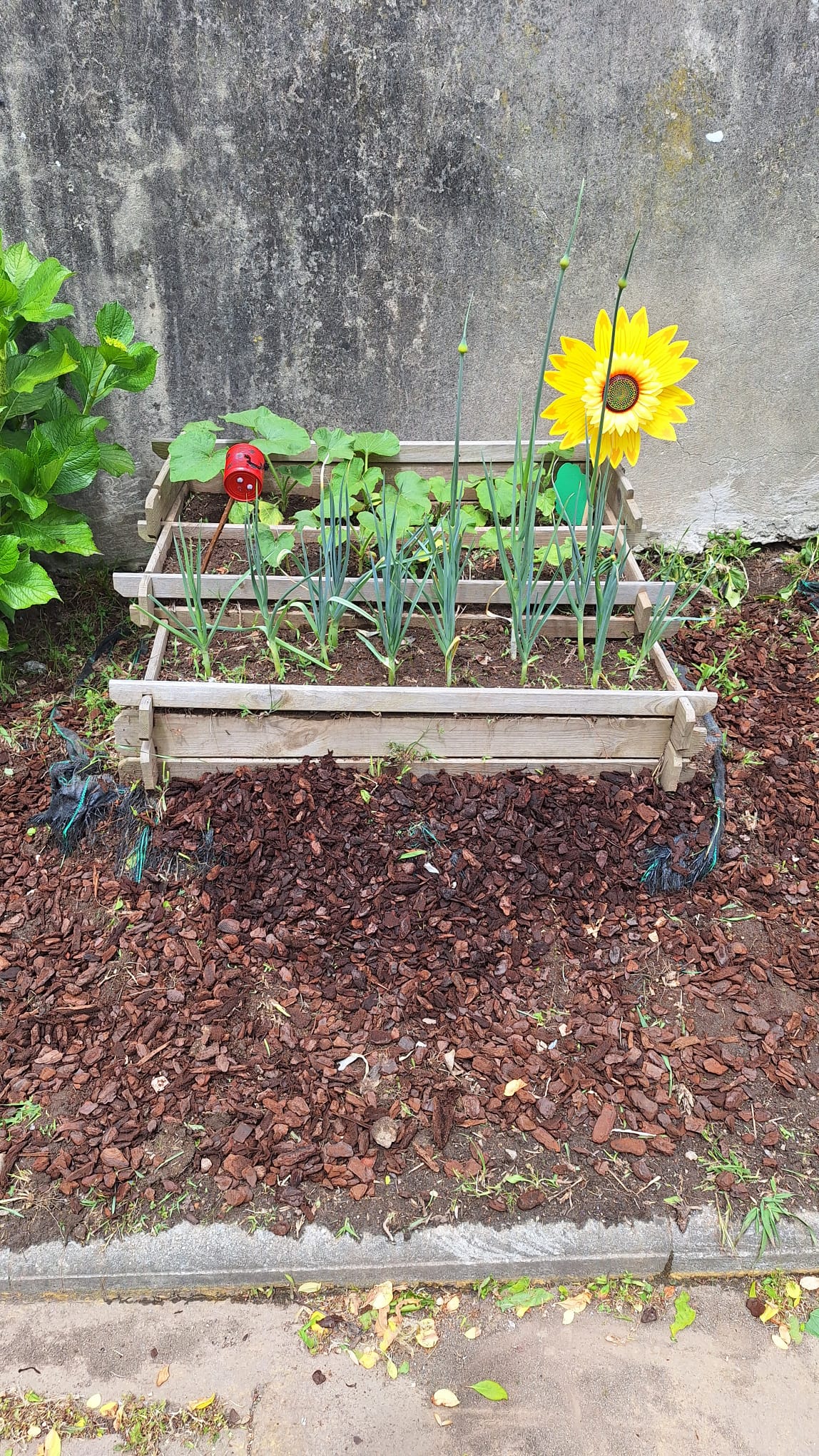 Horta maio4