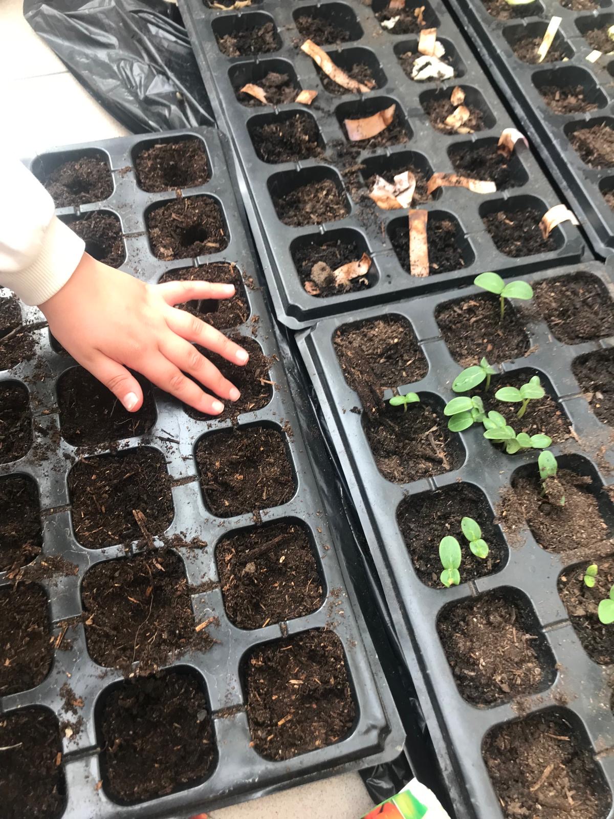 Colocação de sementes na terra para realização de sementeiras.