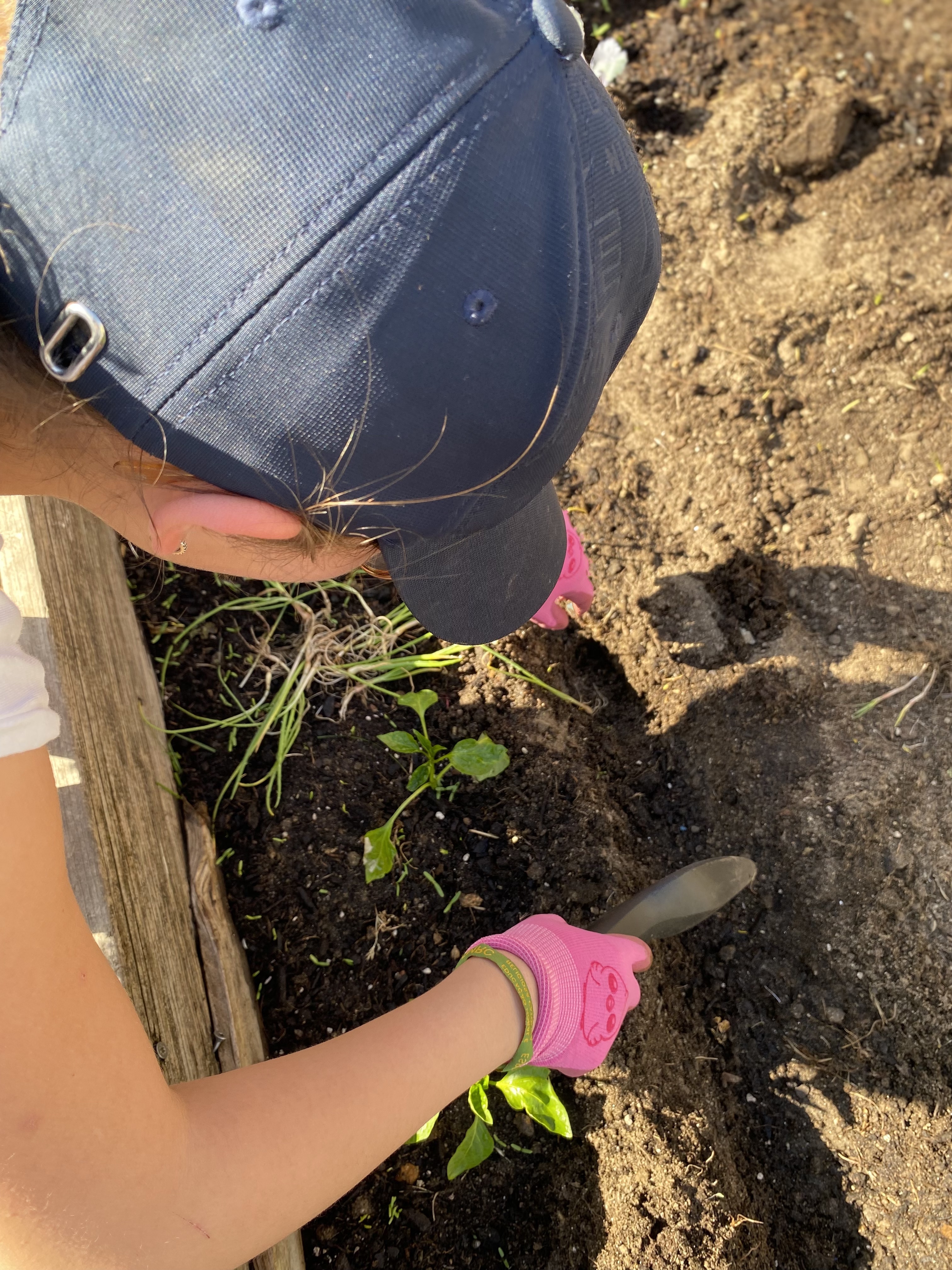 Transplante das primeiras plantas para o espaço da horta.