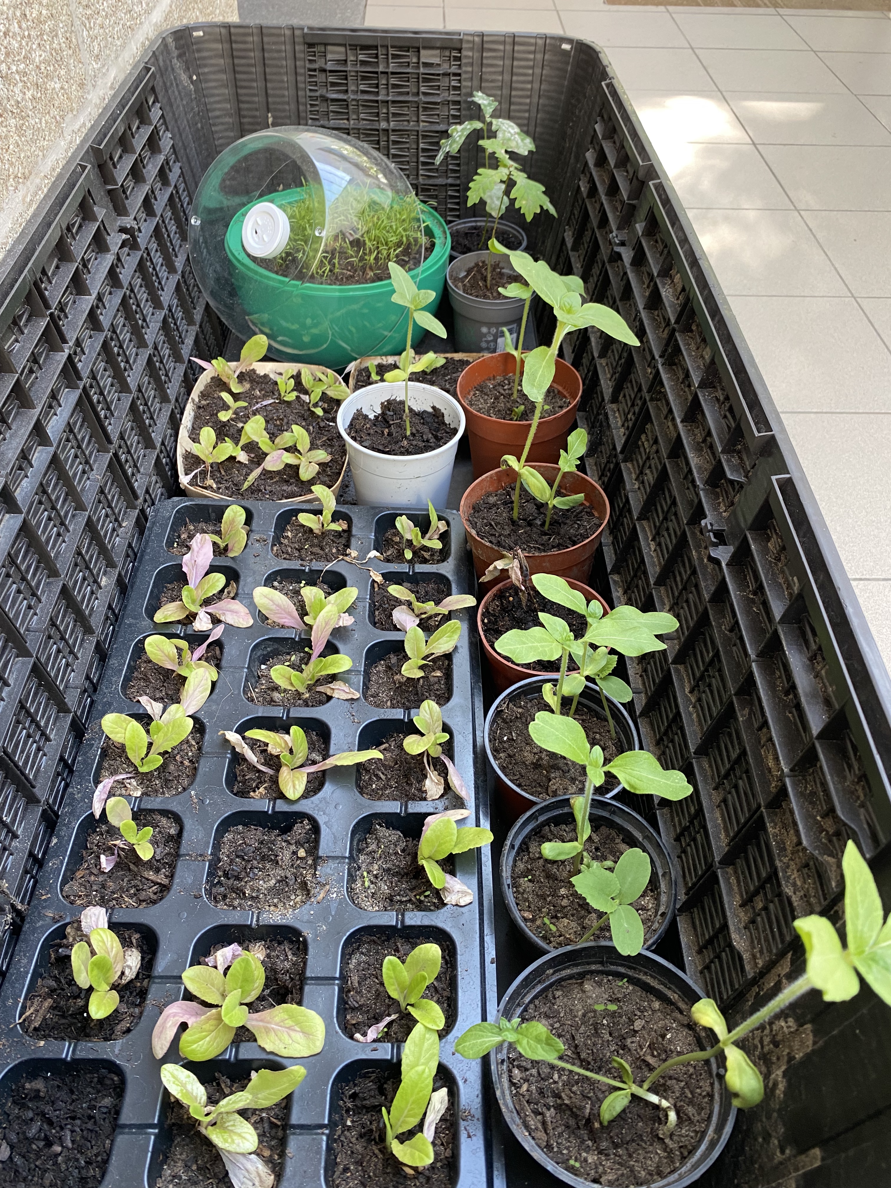 Colocação de sementes na terra para realização de sementeiras. Identificação de plantas e culturas.