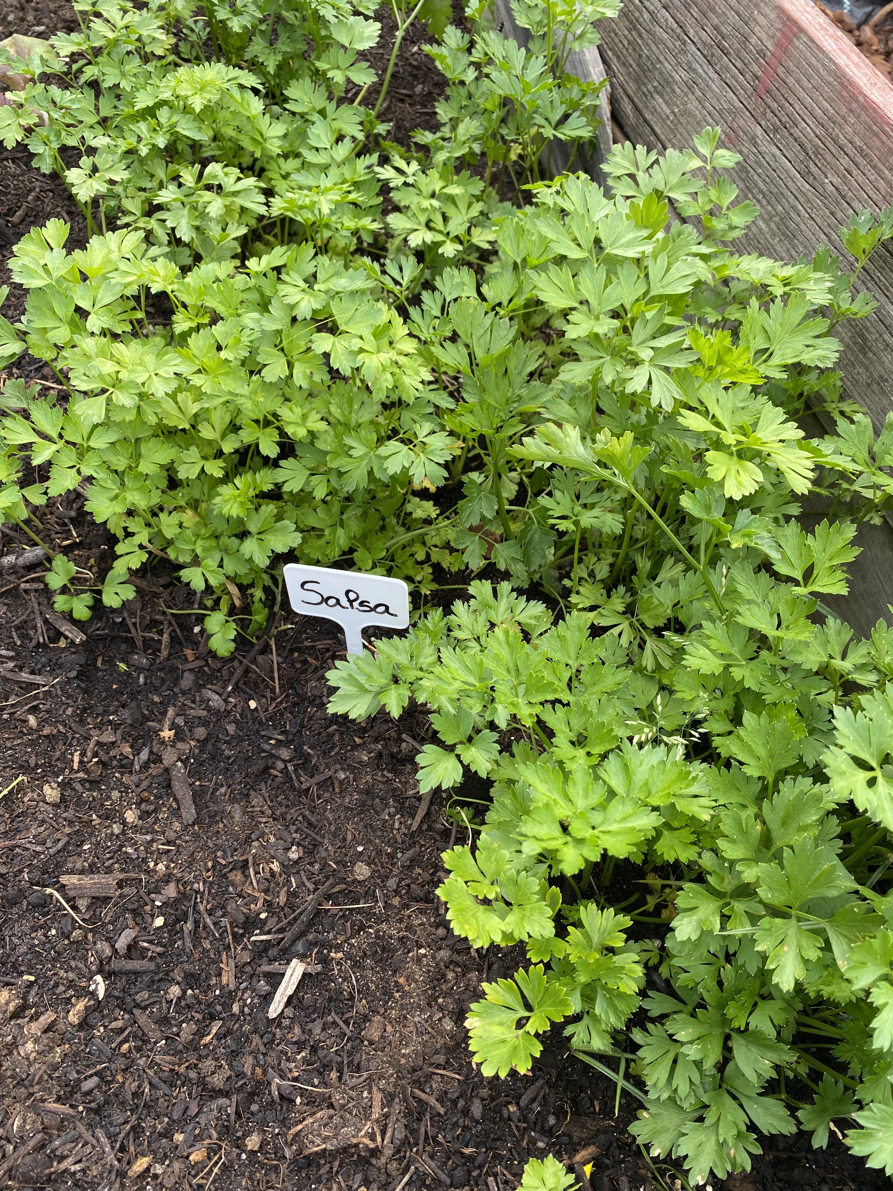 Transplante das últimas plantas e identificação das mesmas através da colocação de etiquetas de identificação. Colheita das primeiras culturas: salsa.