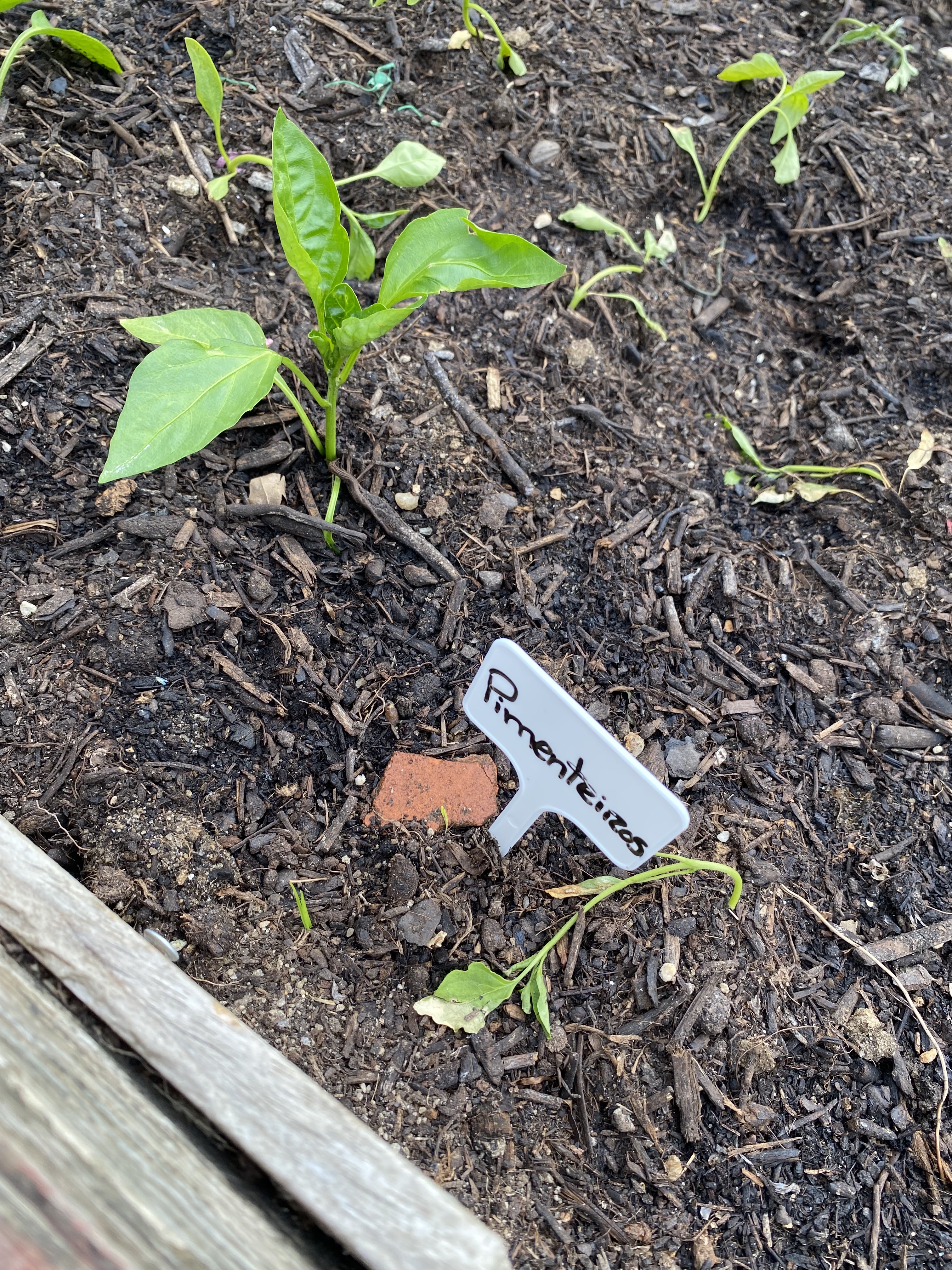 Transplante das últimas plantas e identificação das mesmas através da colocação de etiquetas de identificação.