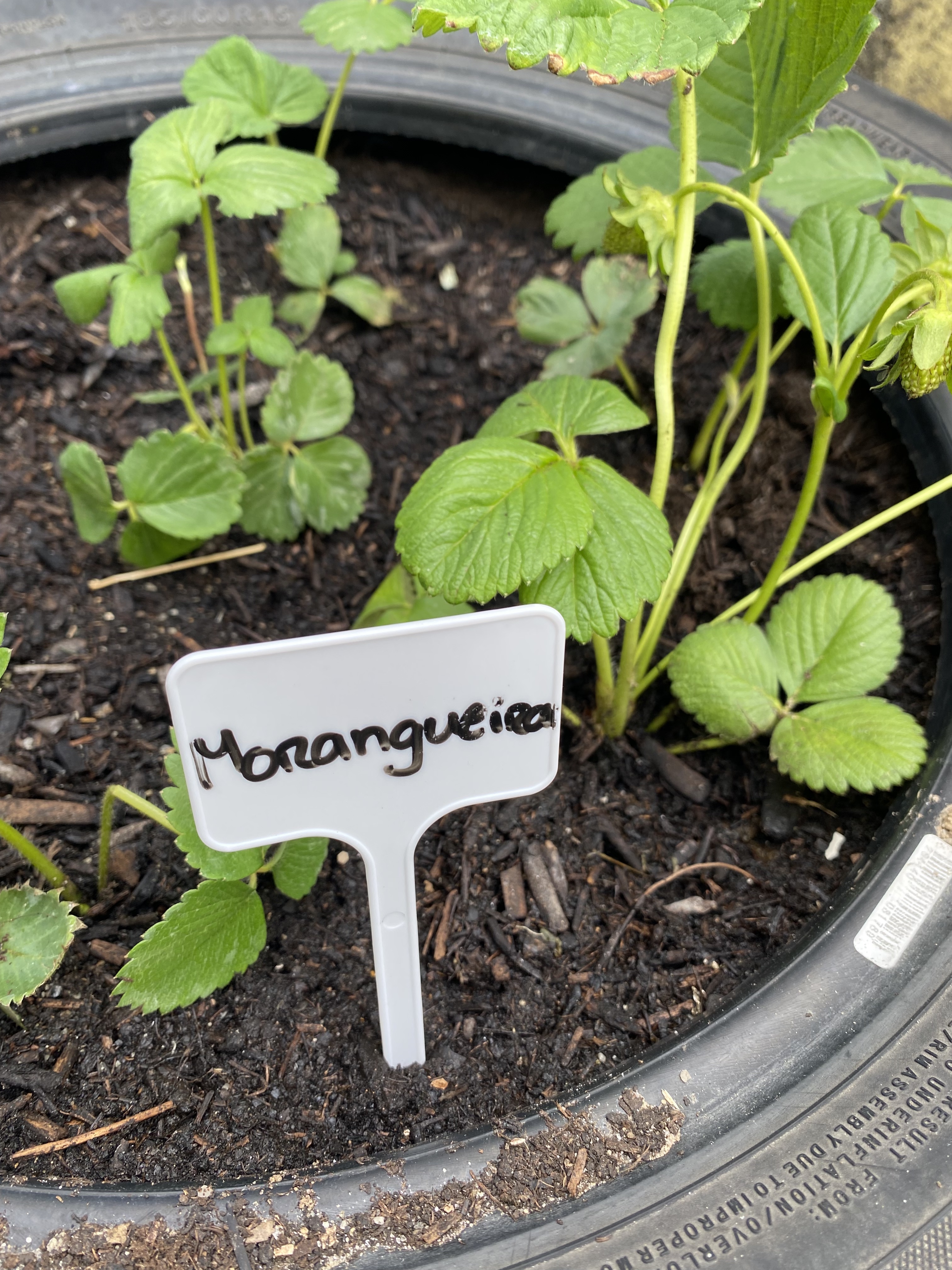 Transplante das últimas plantas e identificação das mesmas através da colocação de etiquetas de identificação.