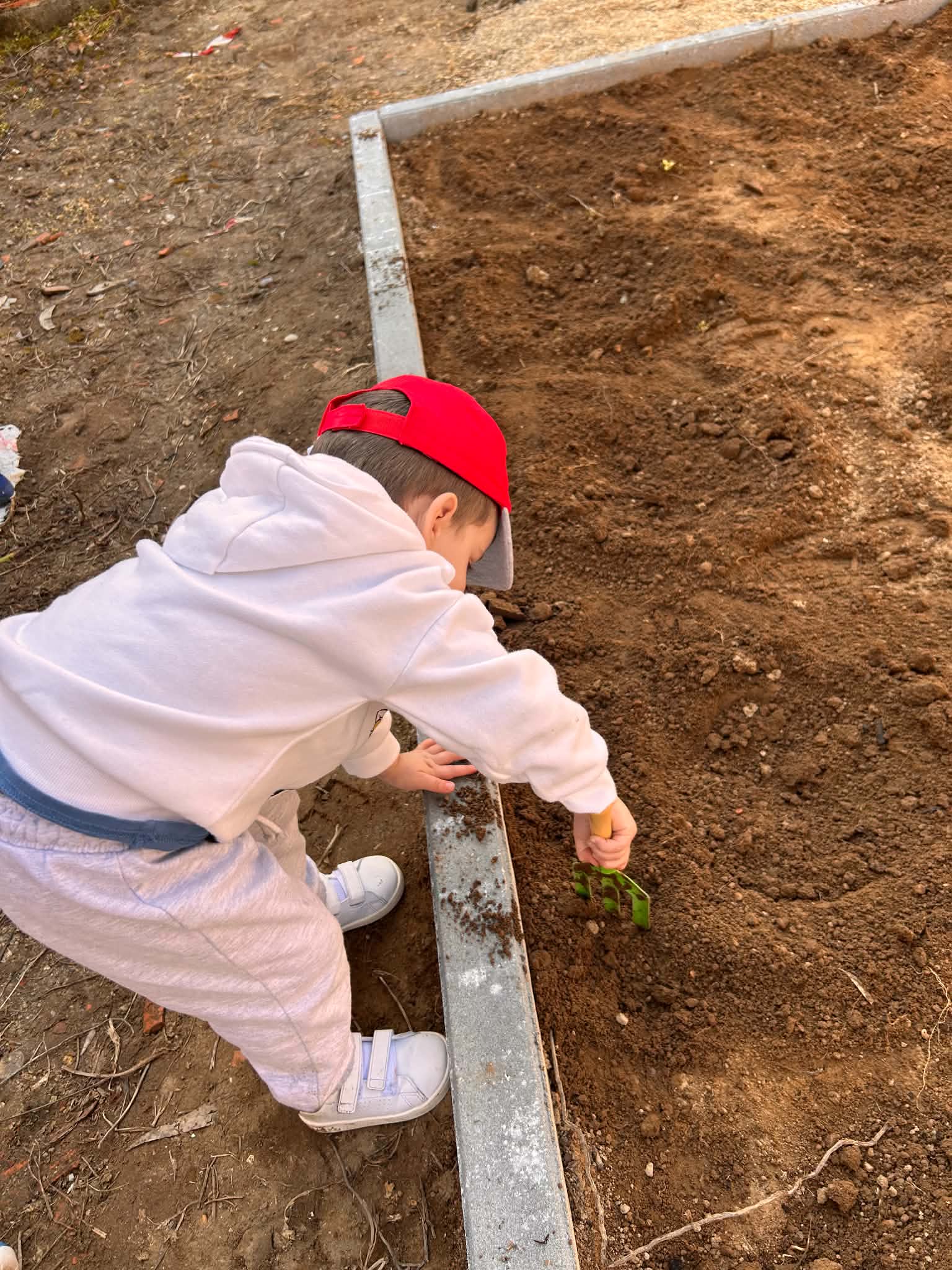 Preparação da terra para cultivar ervilhas e feijões