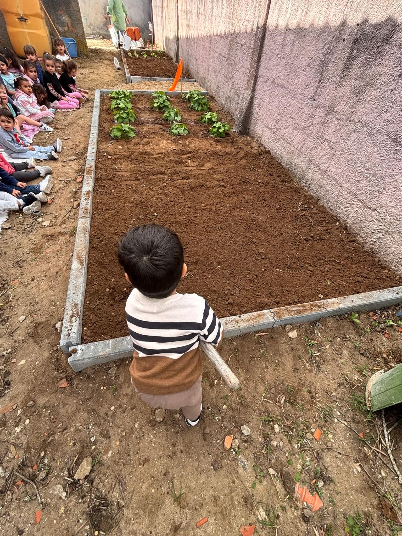 Preparação e plantação das cenouras