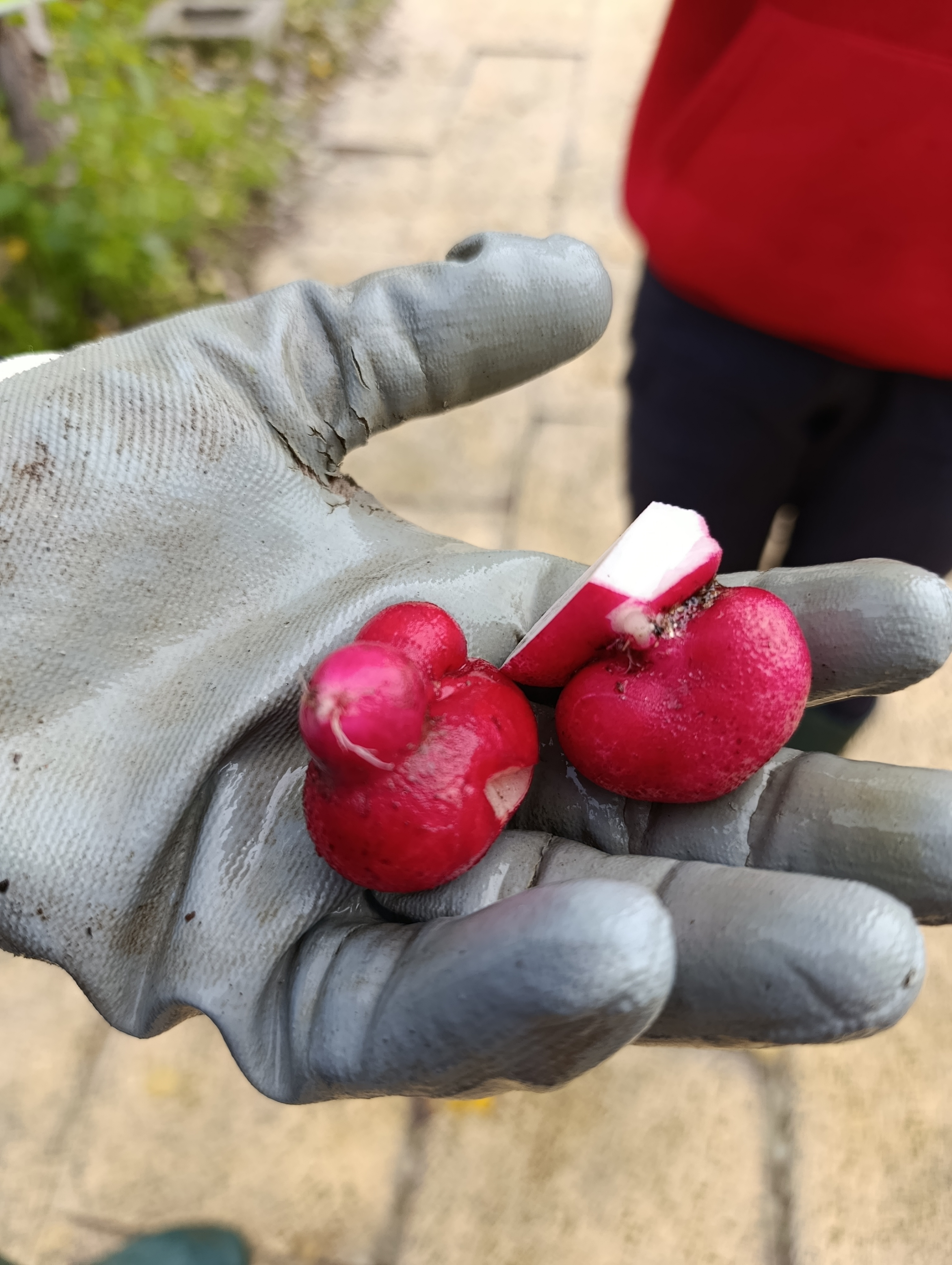 Colheita de Rabanetes (plantados no final de Outubro de 2025 e colhidos em Janeiro de 2026)
