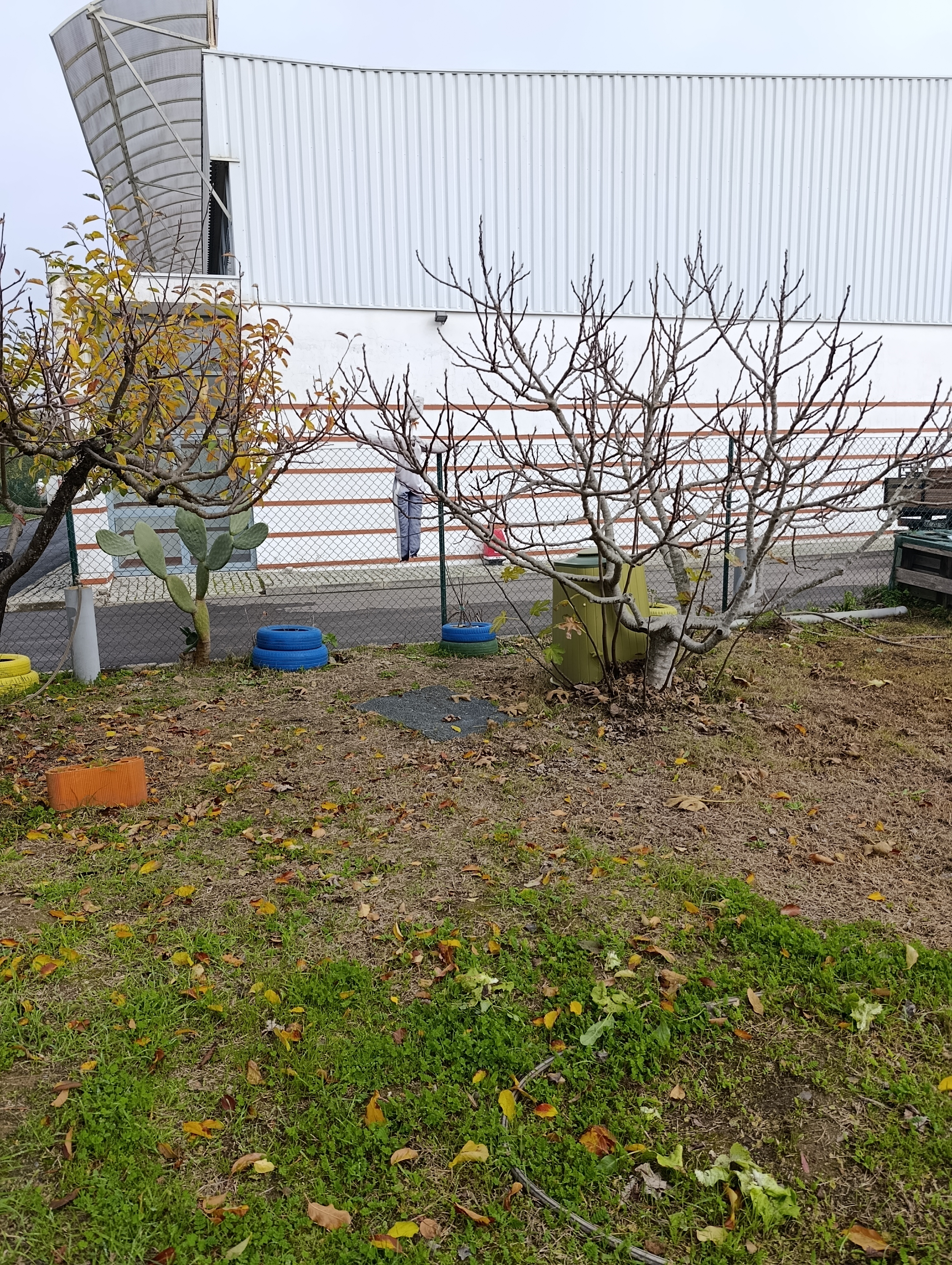 Macieira e Figueira (mês de Janeiro de 2026)