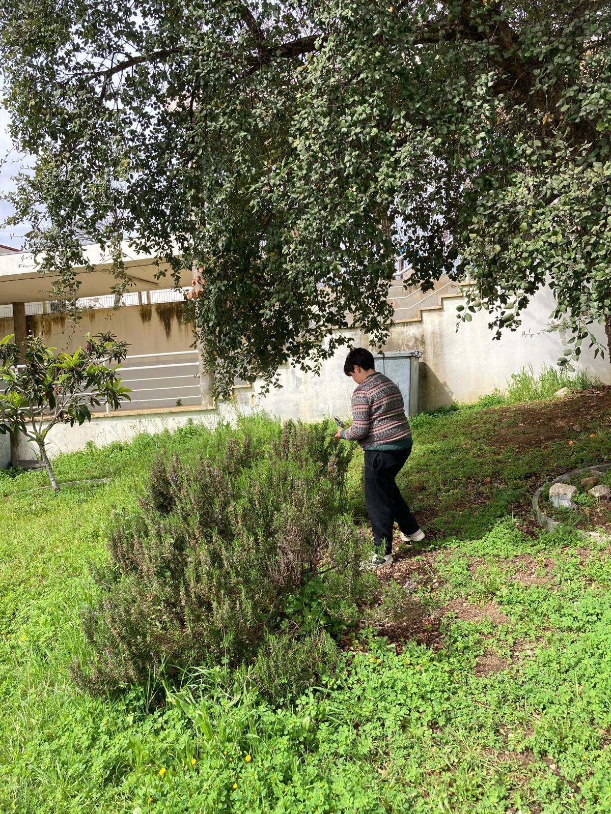 Colheita de Alecrim - Para realização de frascos de chá